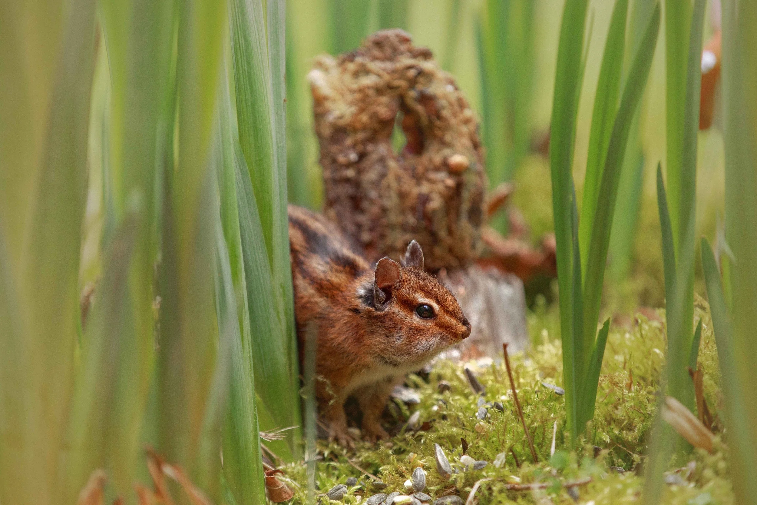 Chipmunk Through Plants websize.jpg