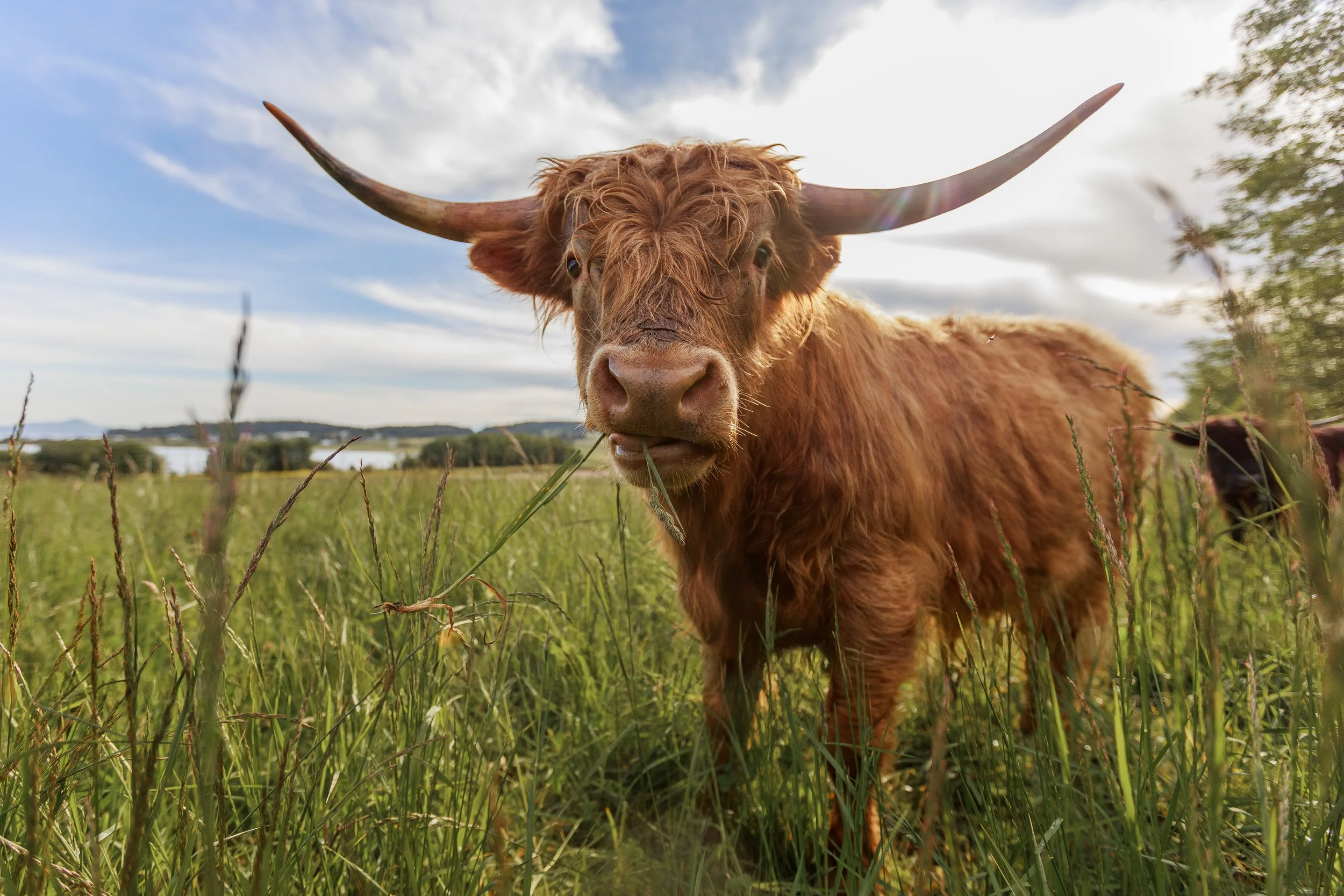 Highland Cow Eating Grass.jpg