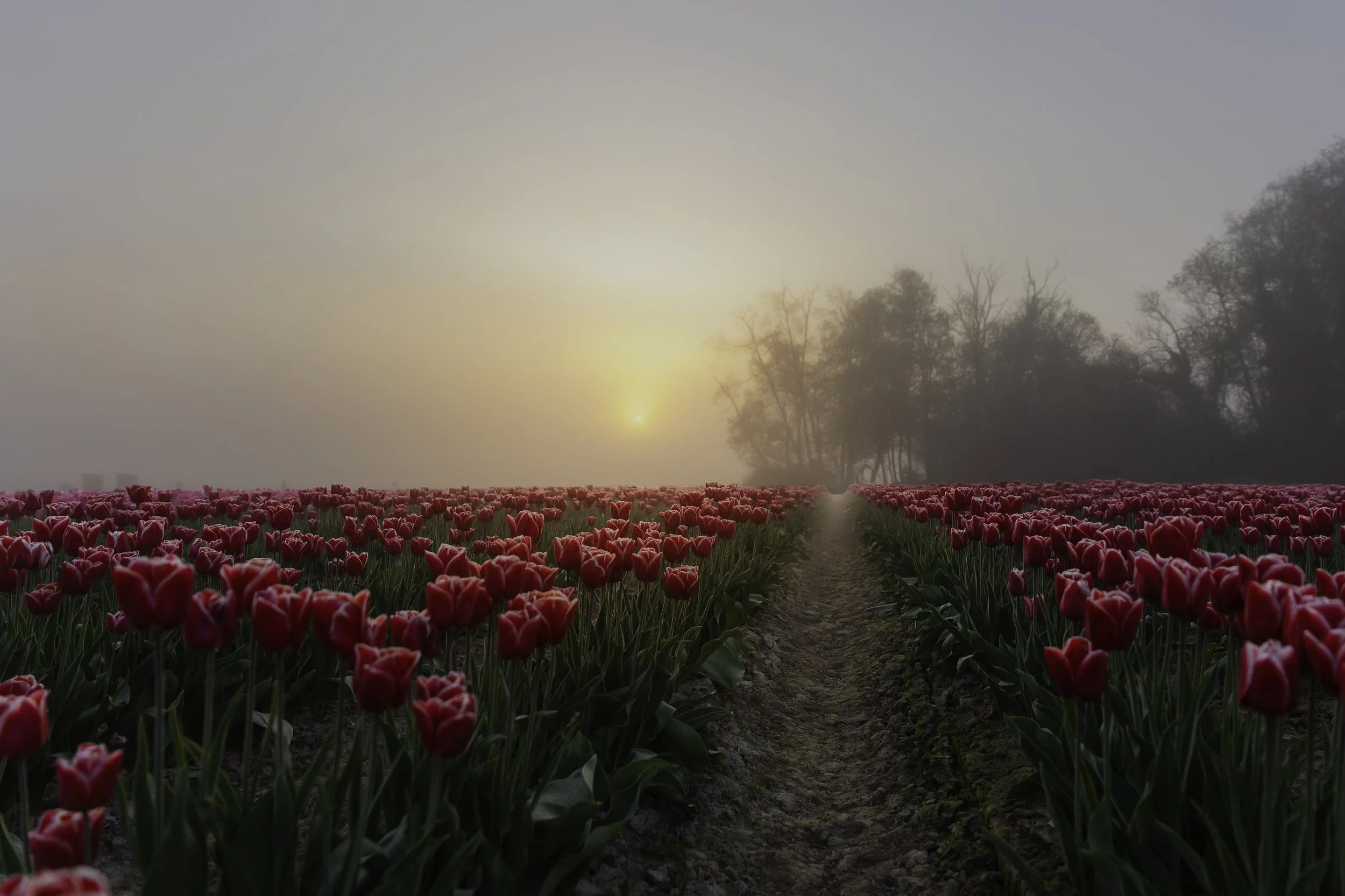 Tulips in a Foggy Field.jpg