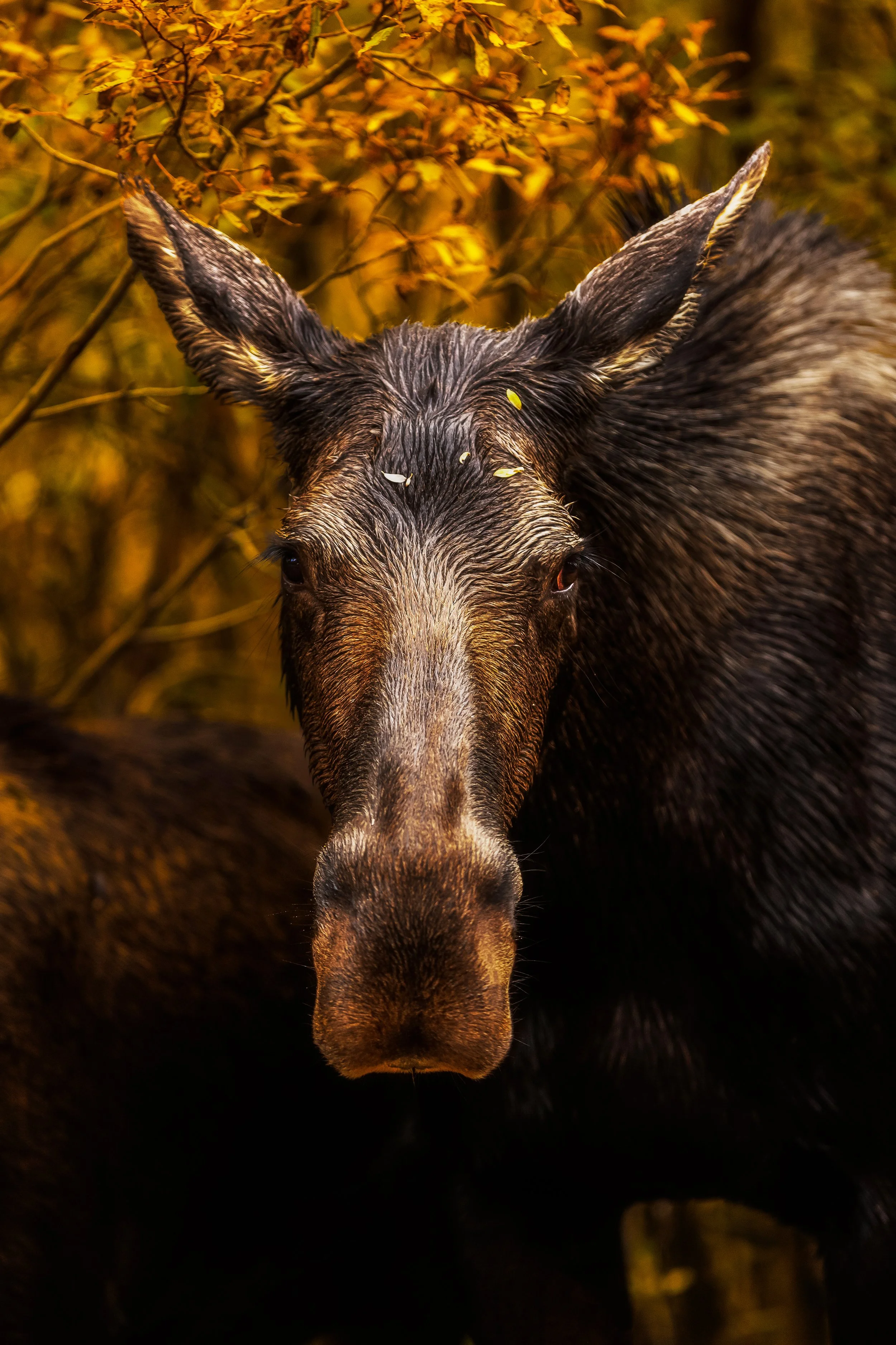 Moose Eye Contact.jpg