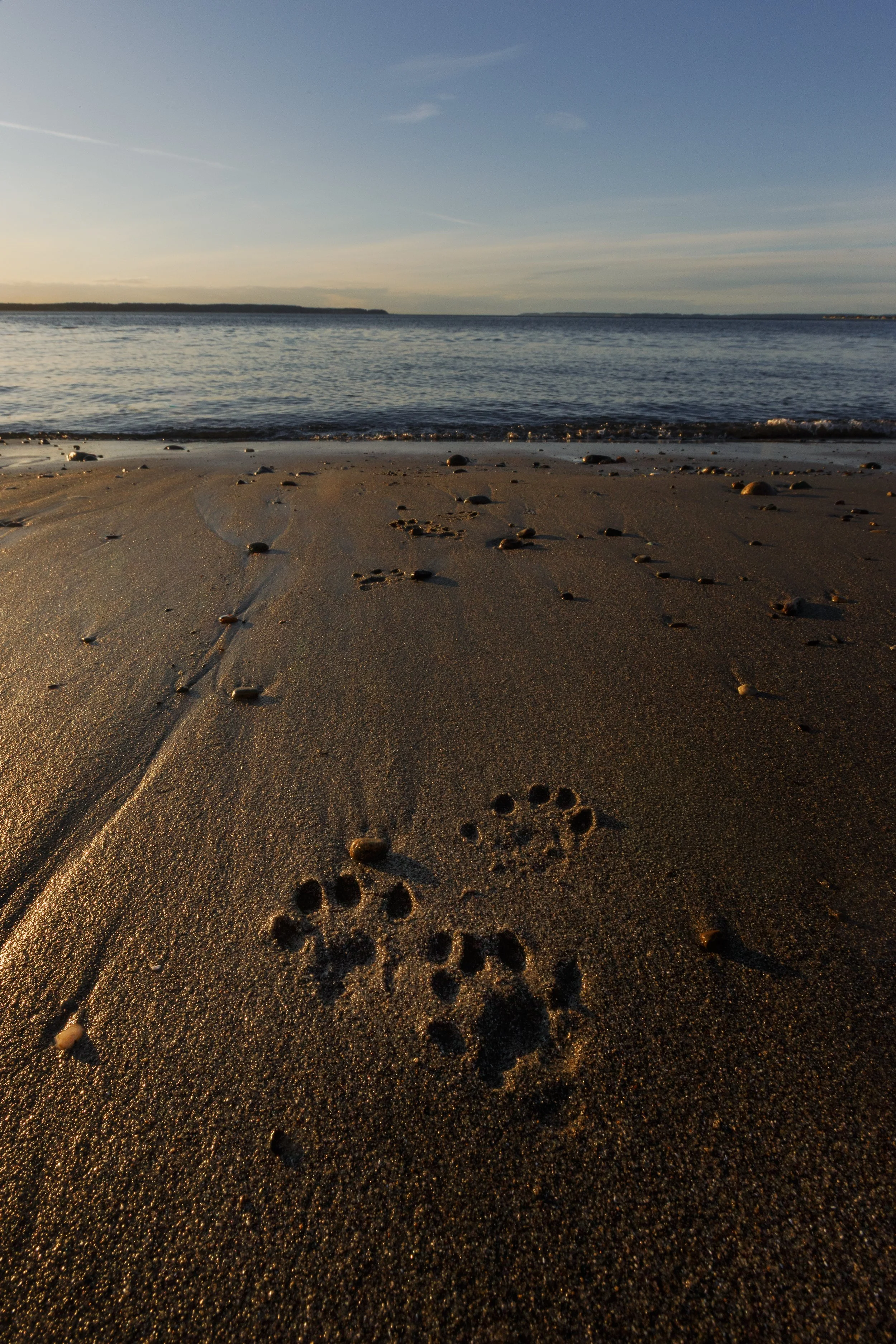 Otter Prints on the Beach.jpg