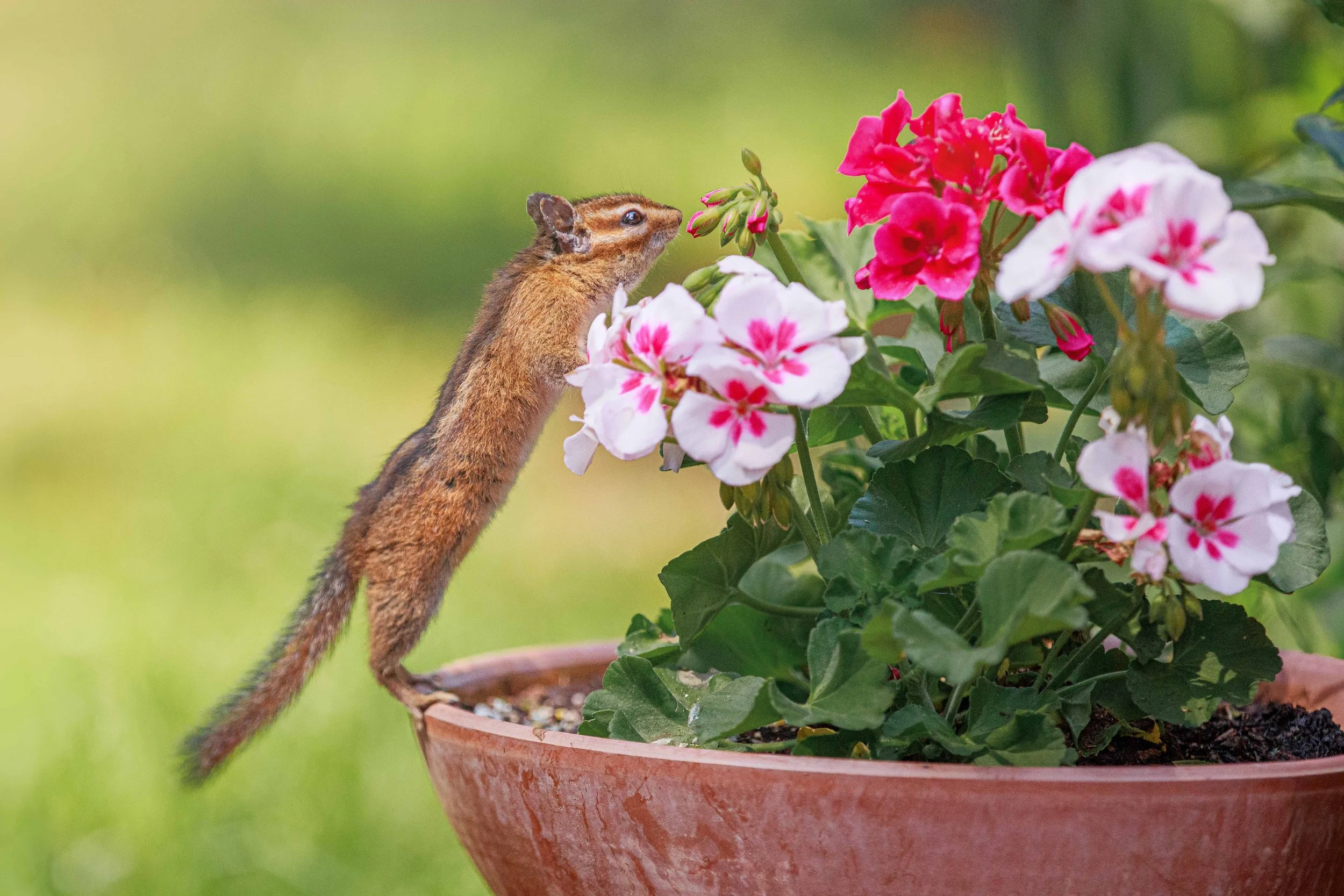 Chipmunk in the Flowers websize.jpg