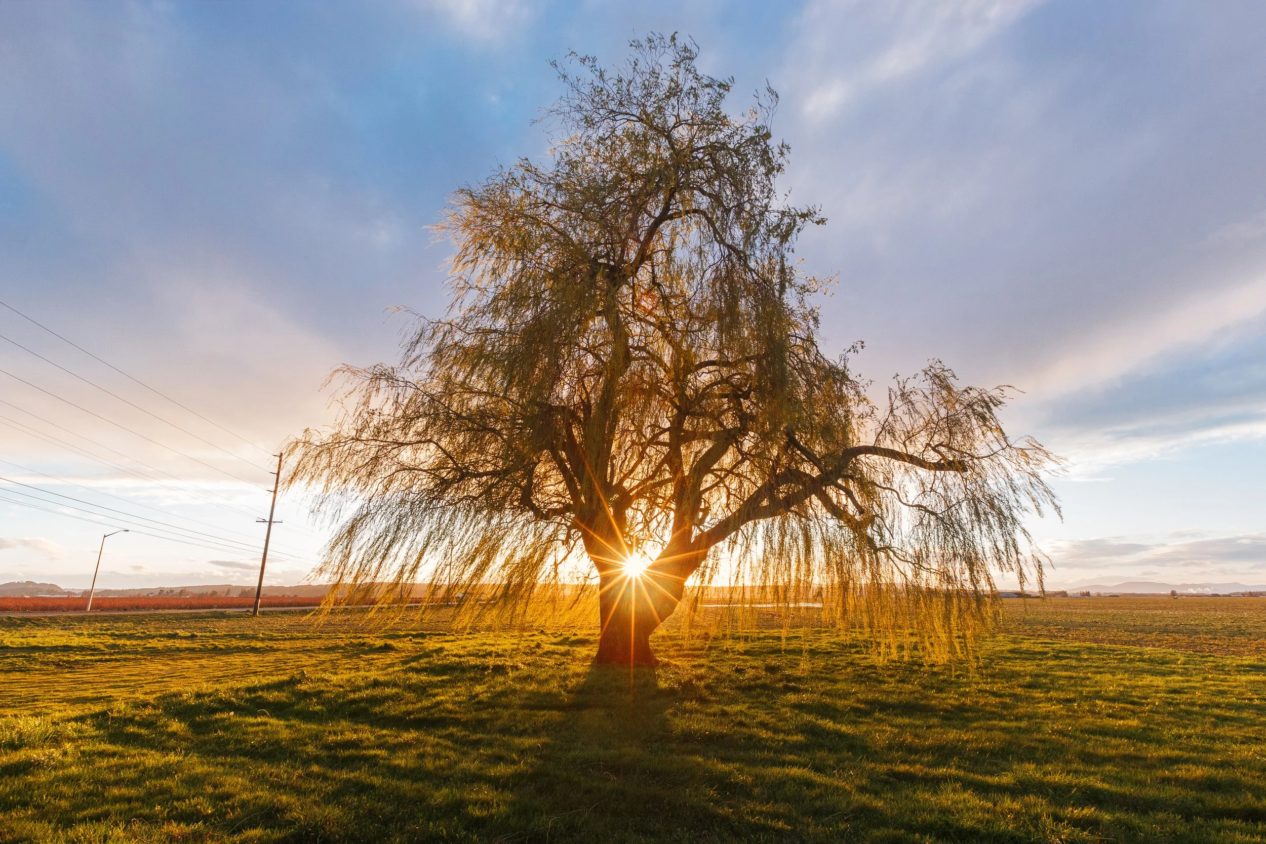Sunburst Through Willow Tree (Landscape) Websize.jpg