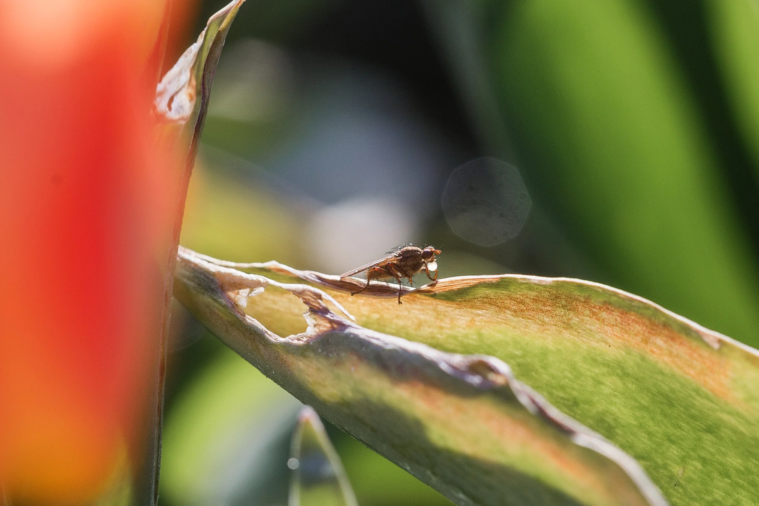 Fly with Droplet of Nectar.jpg