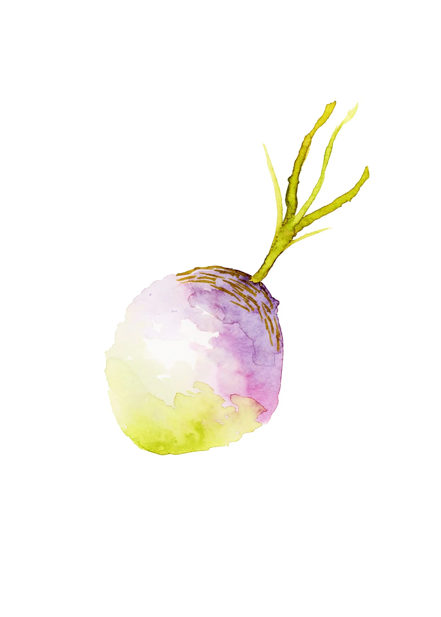 Watercolor Turnip Print.jpg