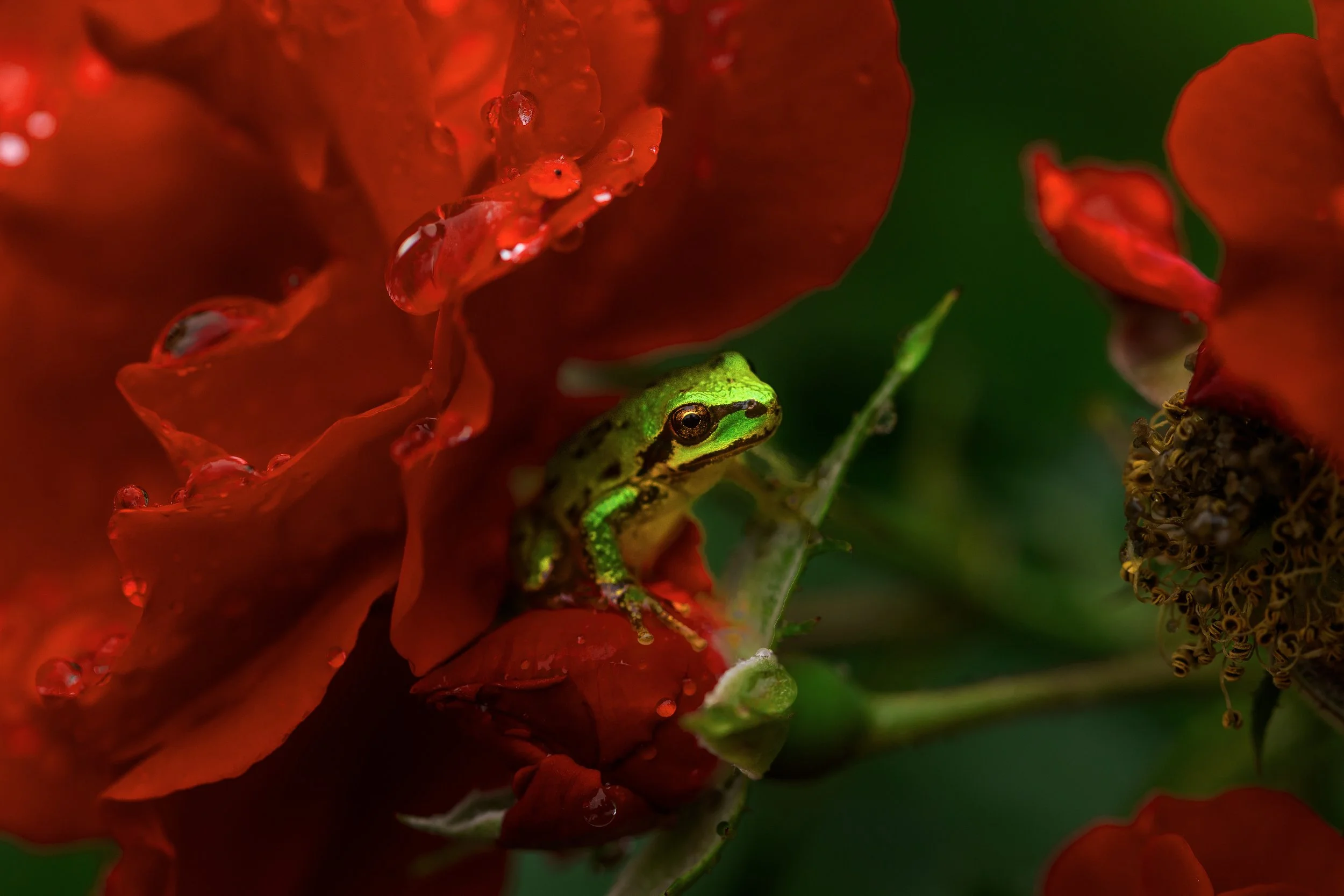 Pacific Tree Frog on Rose with Raindrops.jpg