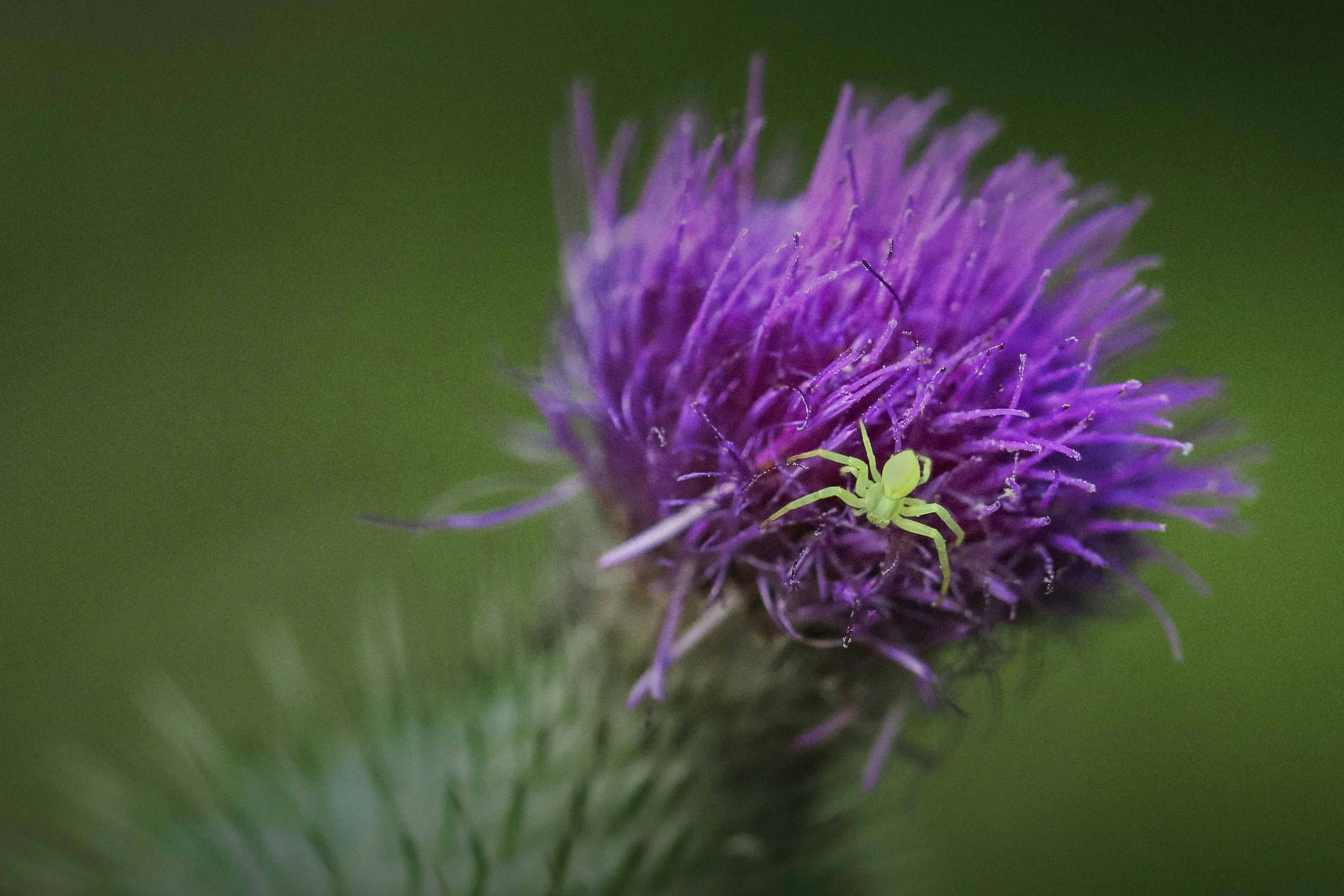 Crab Spider on Thistle websize.jpg