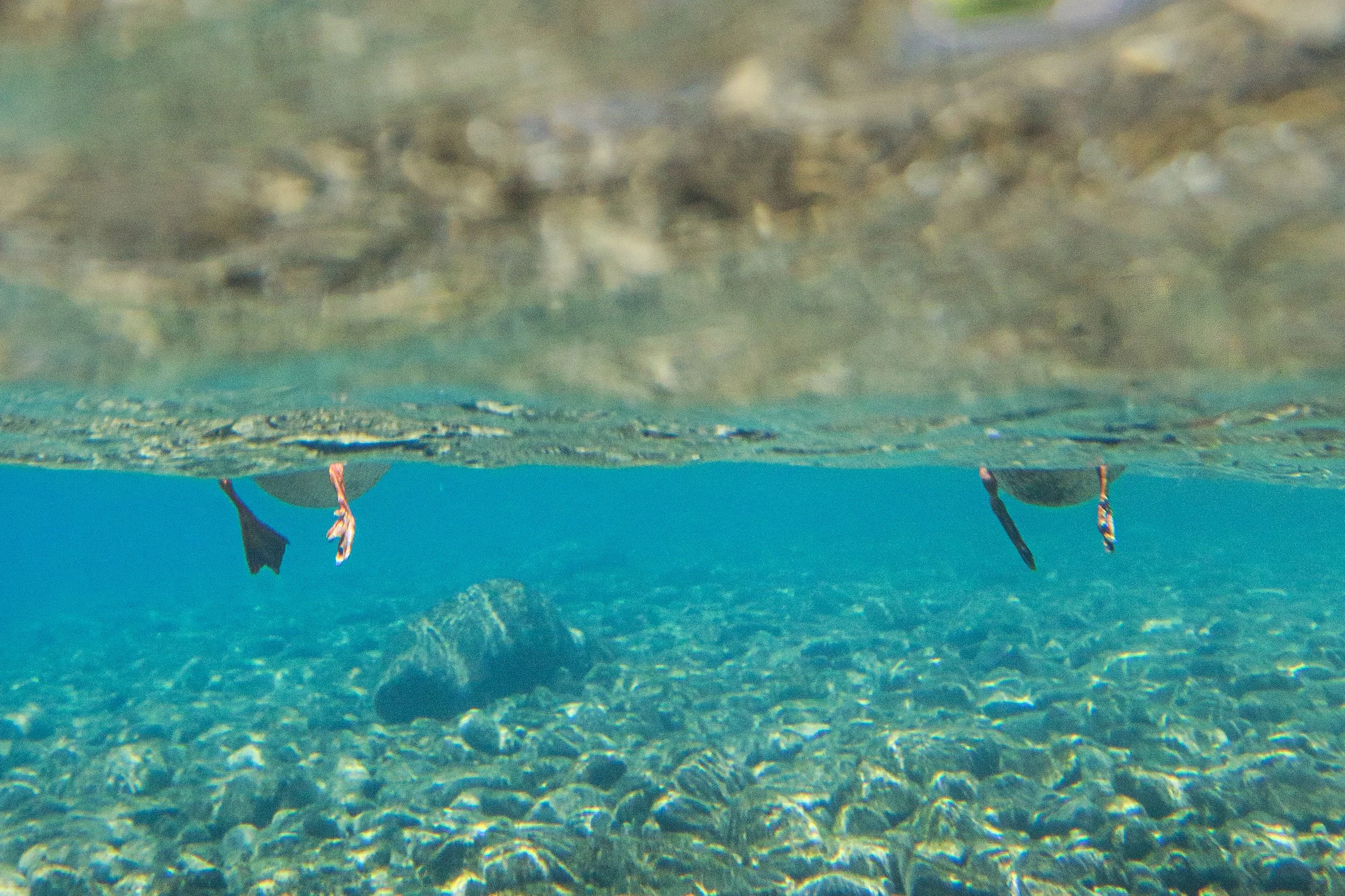 Ducks from Underneath.jpg