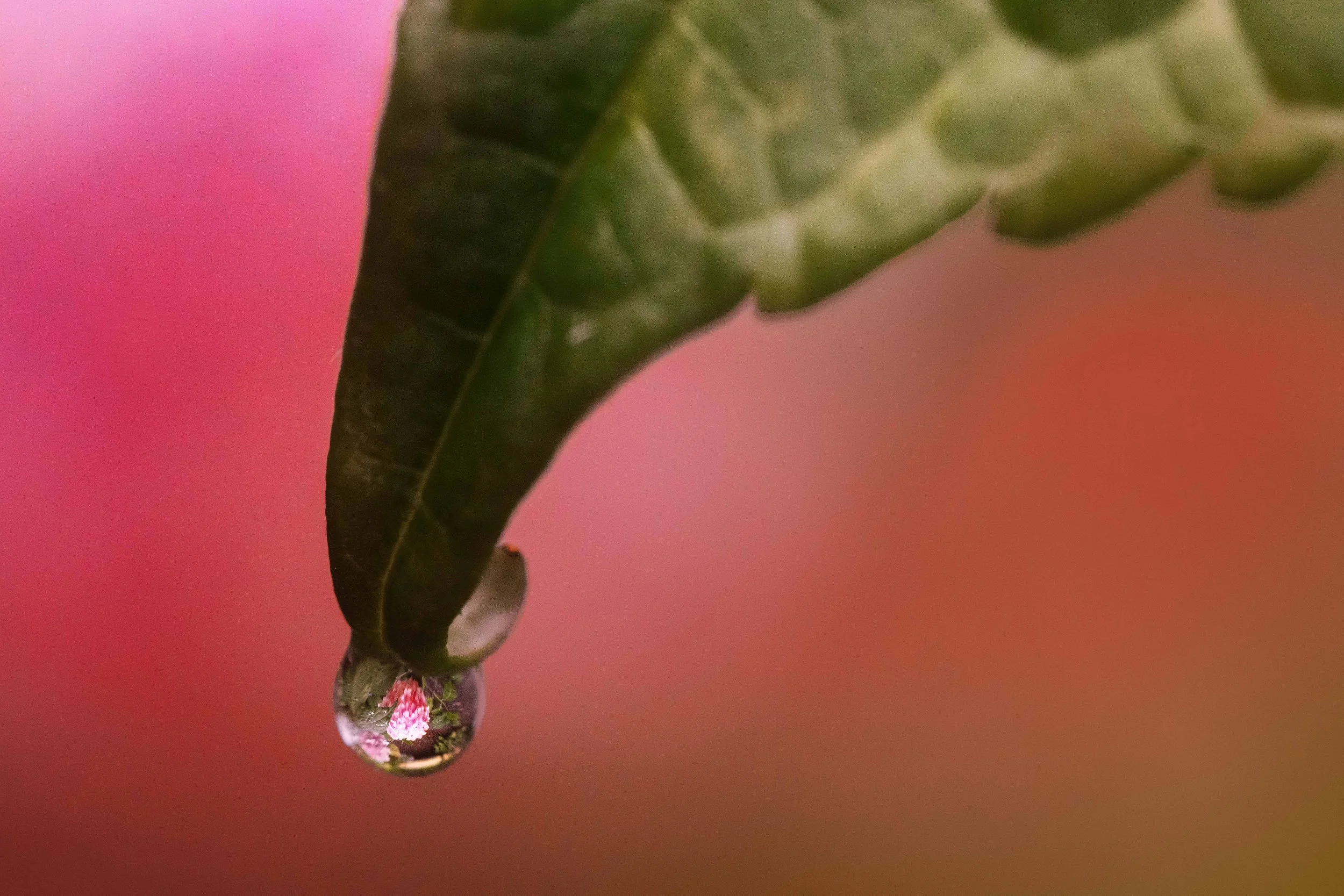 Hydrangea in a Droplet websize.jpg