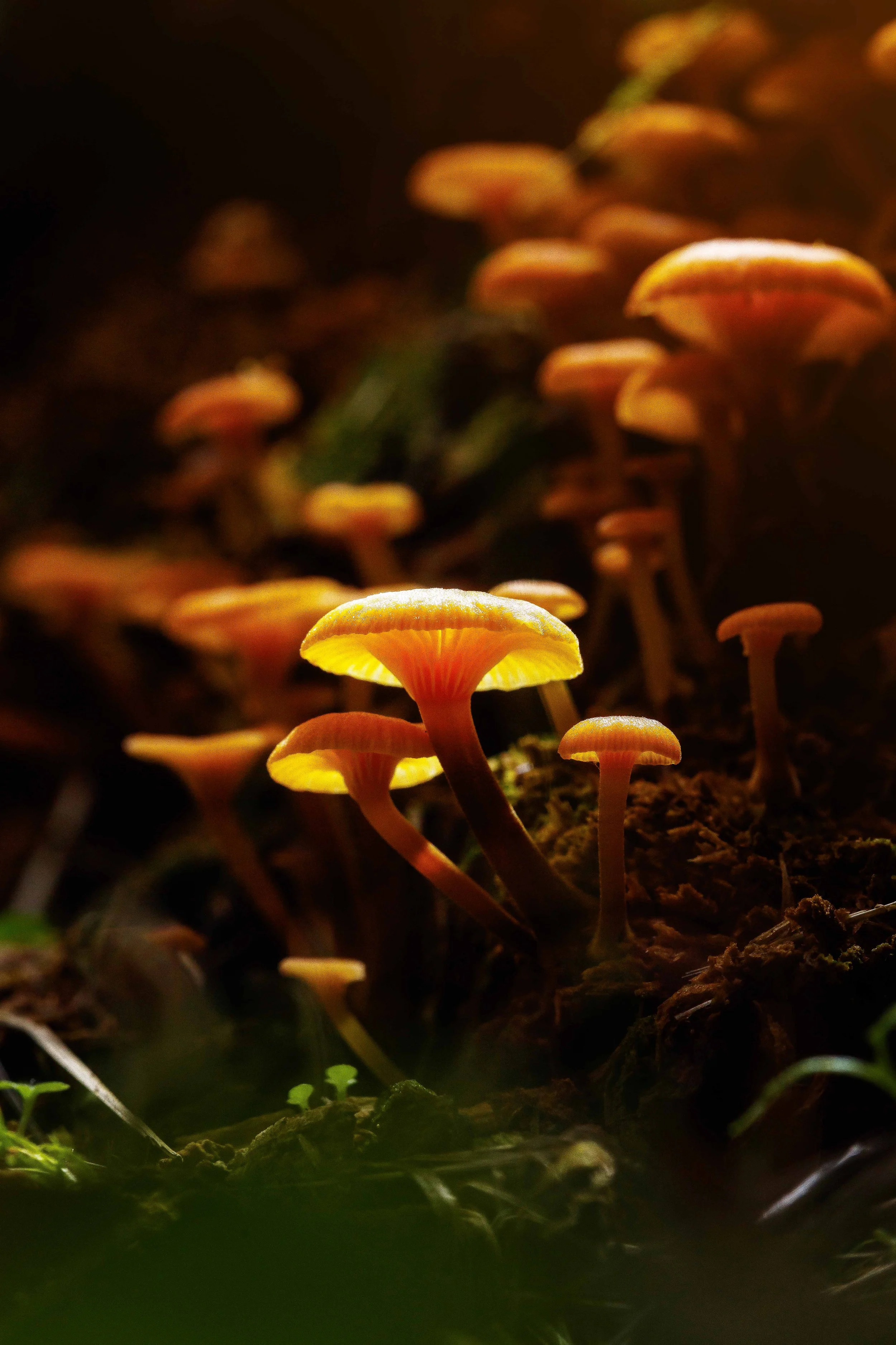 Mushrooms in Redmond websize.jpg