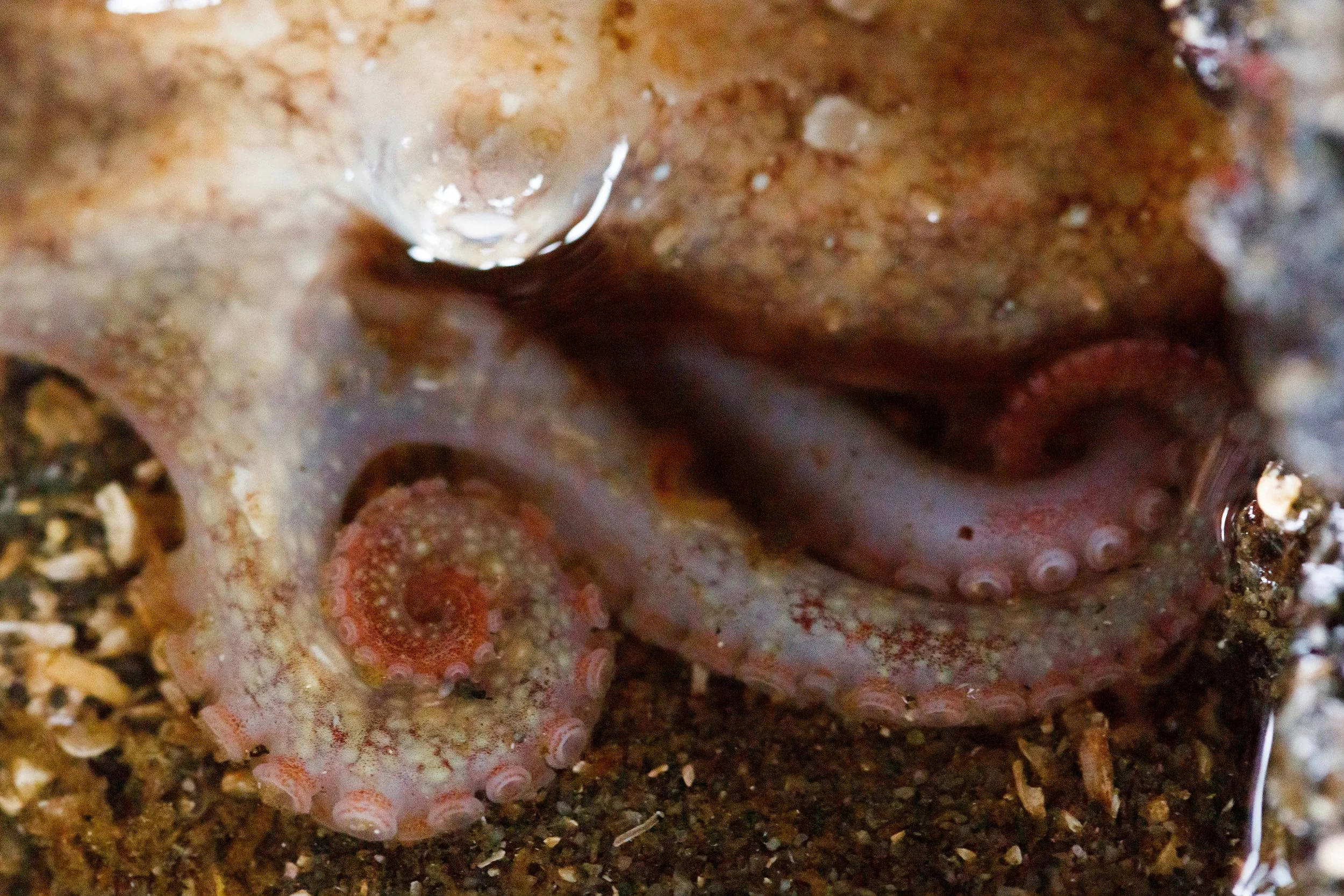 Details of an Octopus websize.jpg