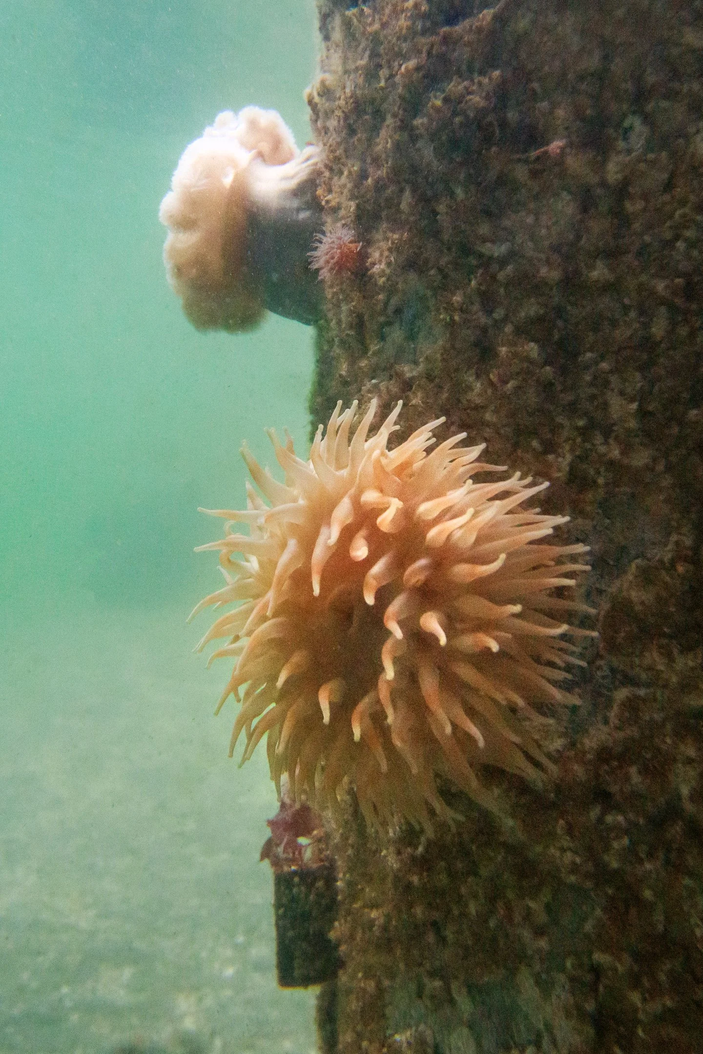 Painted Anemone.jpg