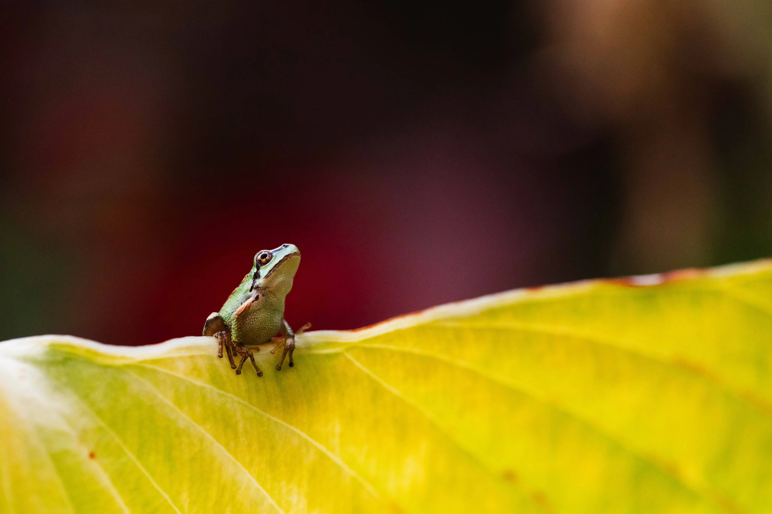 Pacific Tree Frog on Leaf websize.jpg