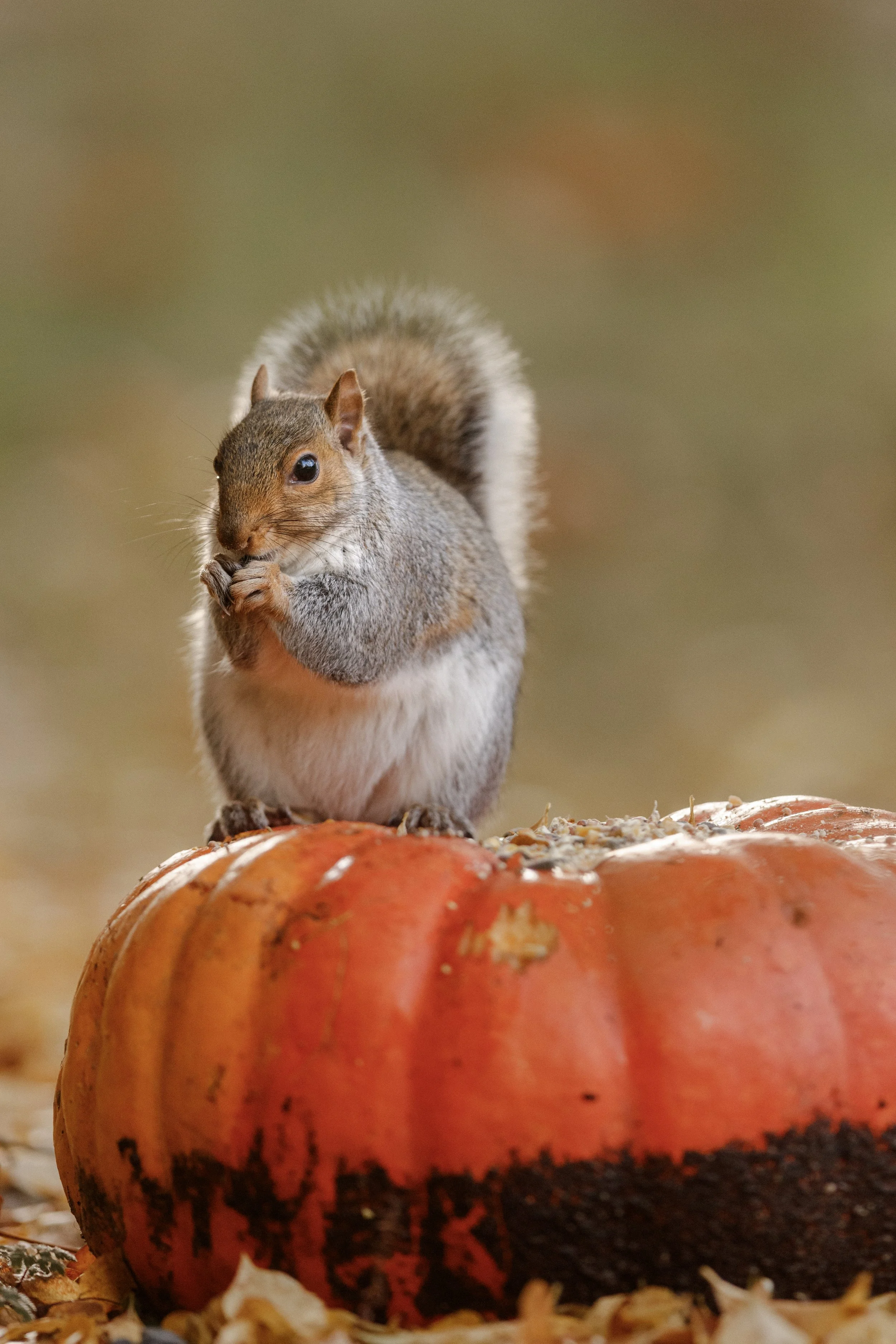 A Gray on a Pumpkin.jpg