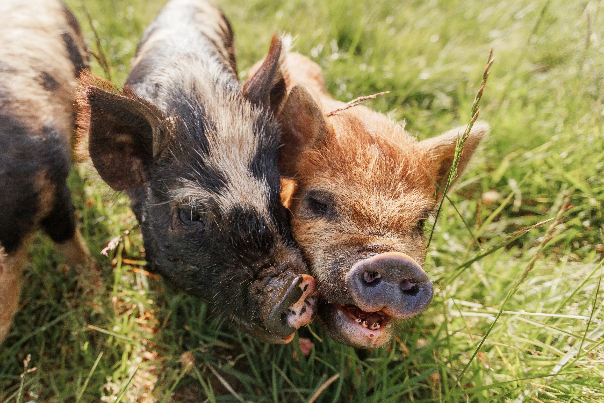 Pig Sniffins.jpg
