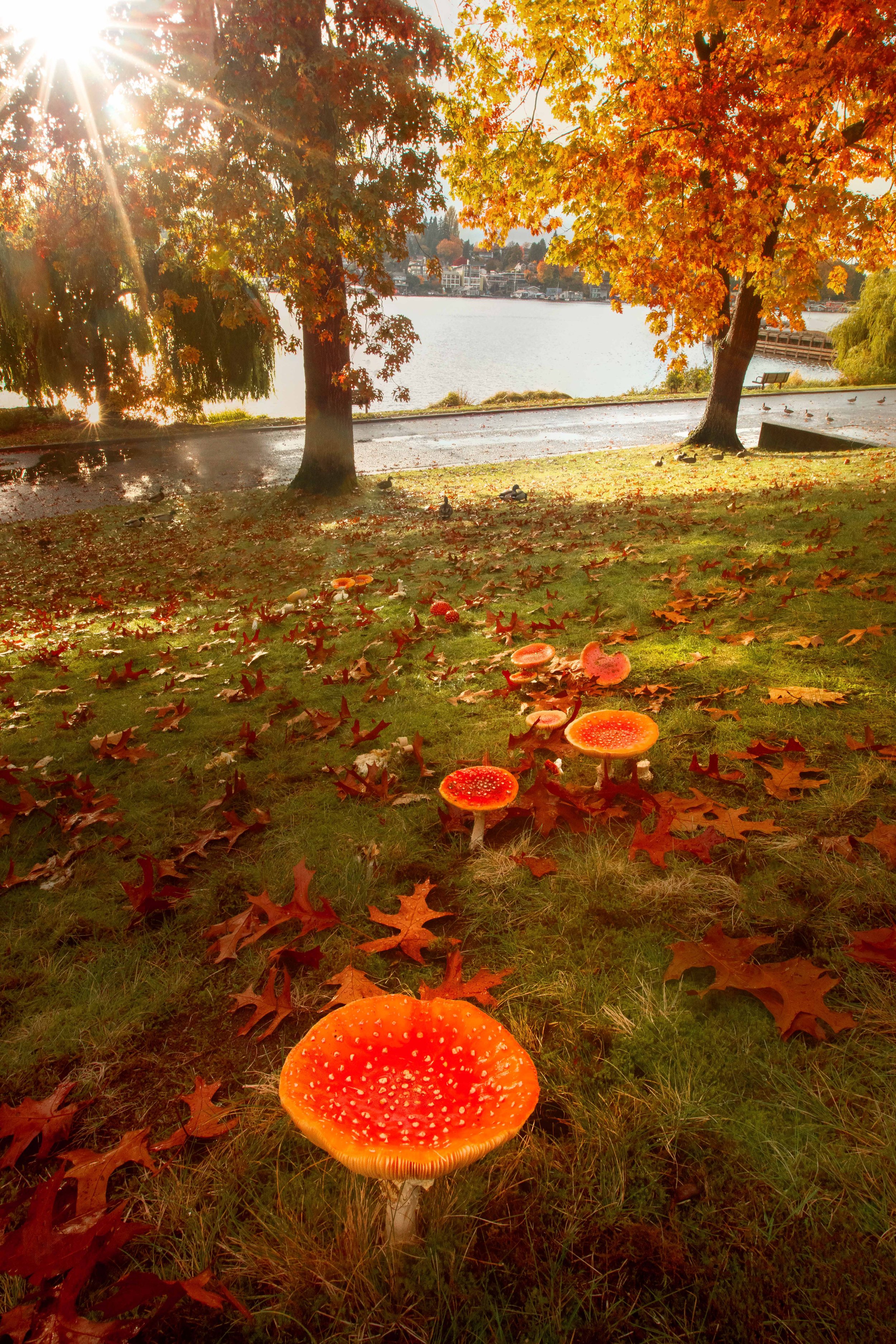 Amanitas Popping Up websize.jpg