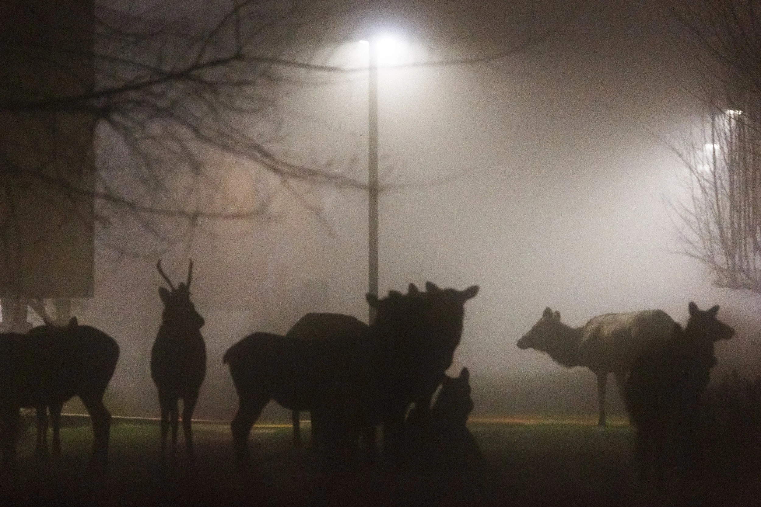 Elk in the Fog Under Light.jpg
