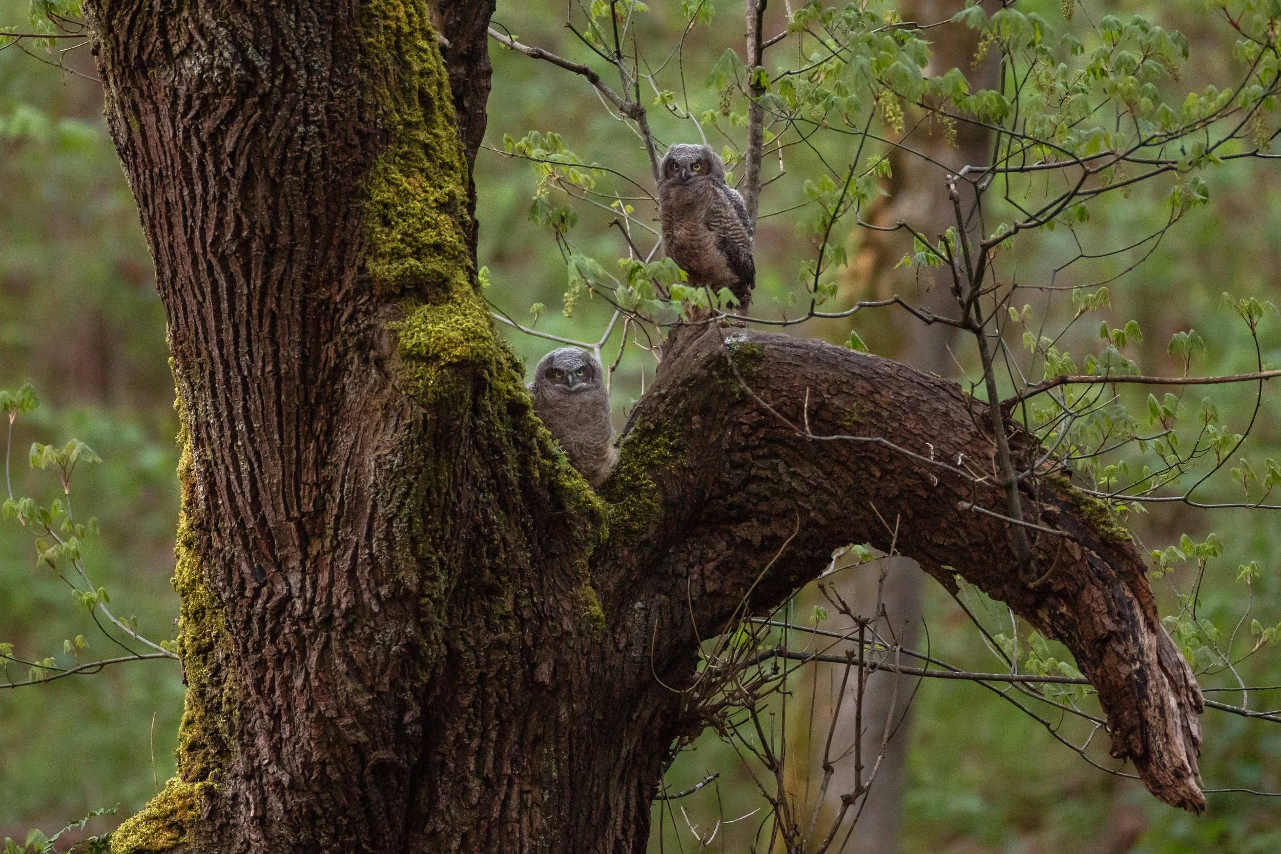 Great Horned Owletts Landscape Websize.jpg