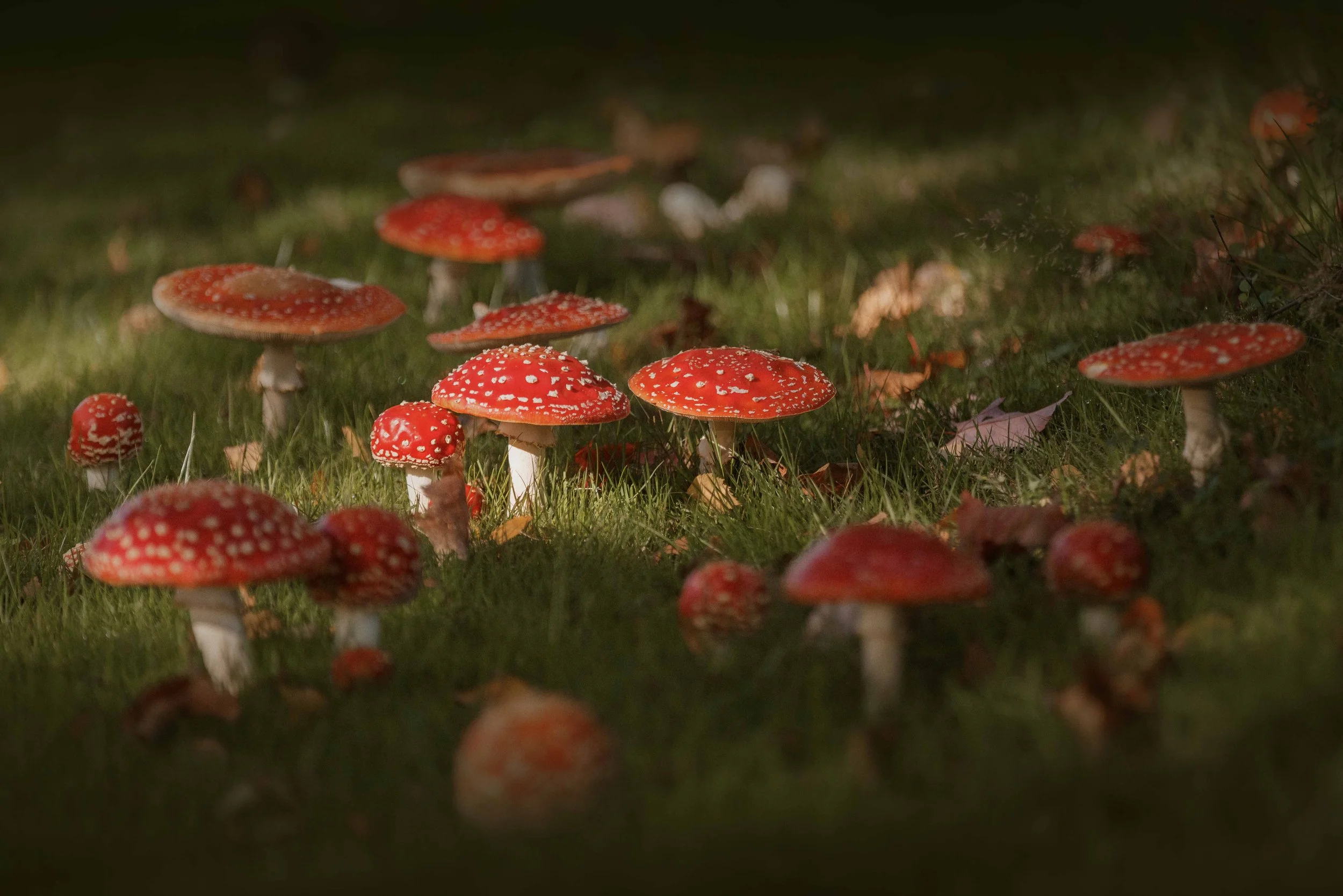 Fly Agarics in Seattle websize.jpg