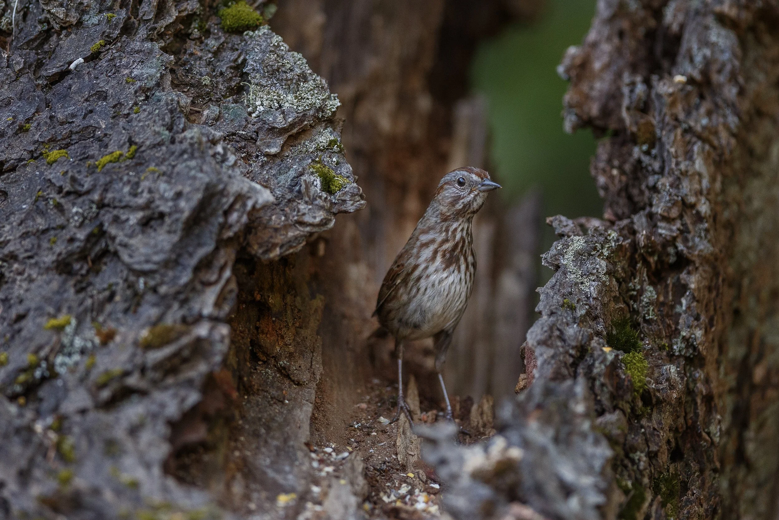 Song Sparrow Stretching.jpg