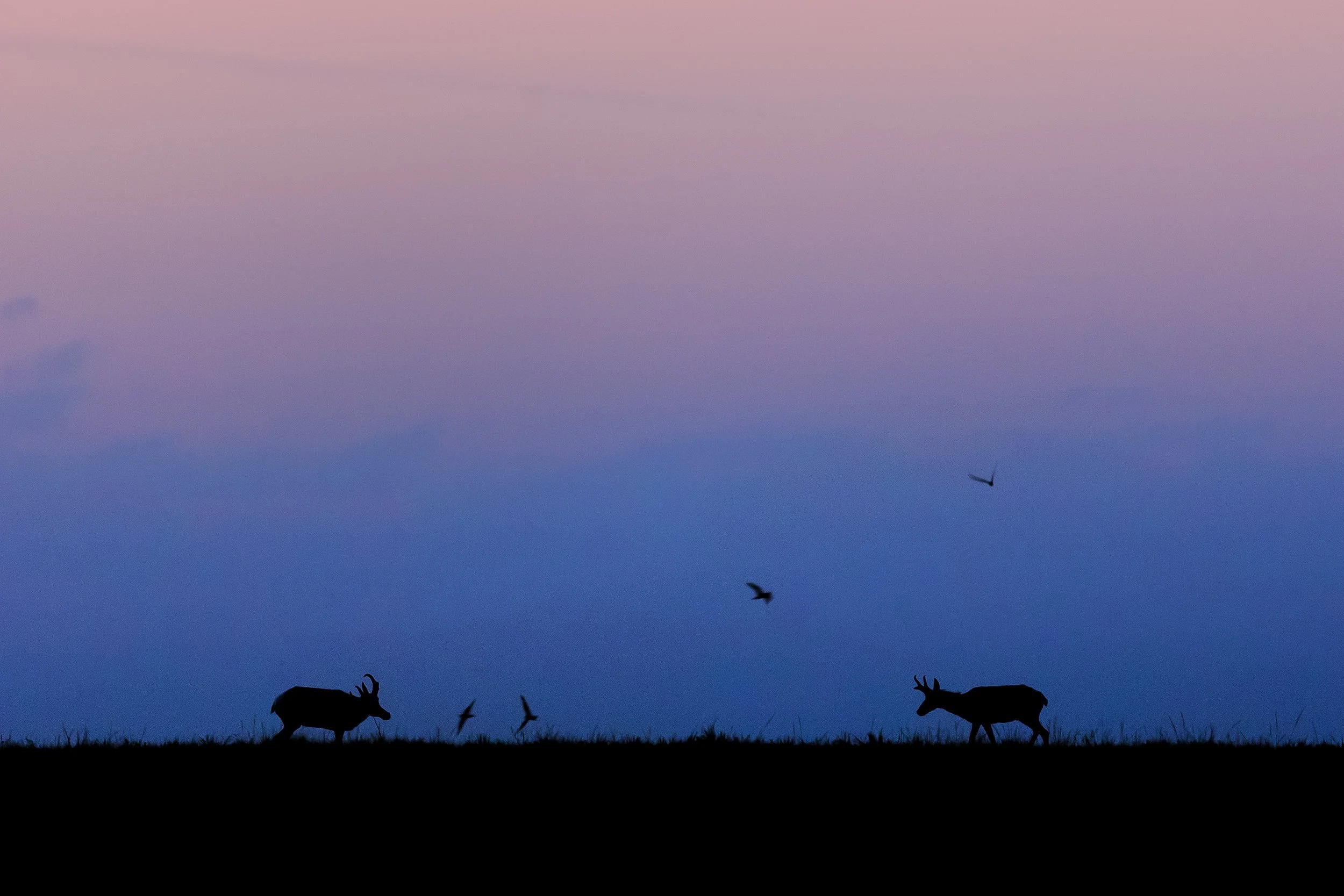Pronghorns with Bird Sillouhettes.jpg