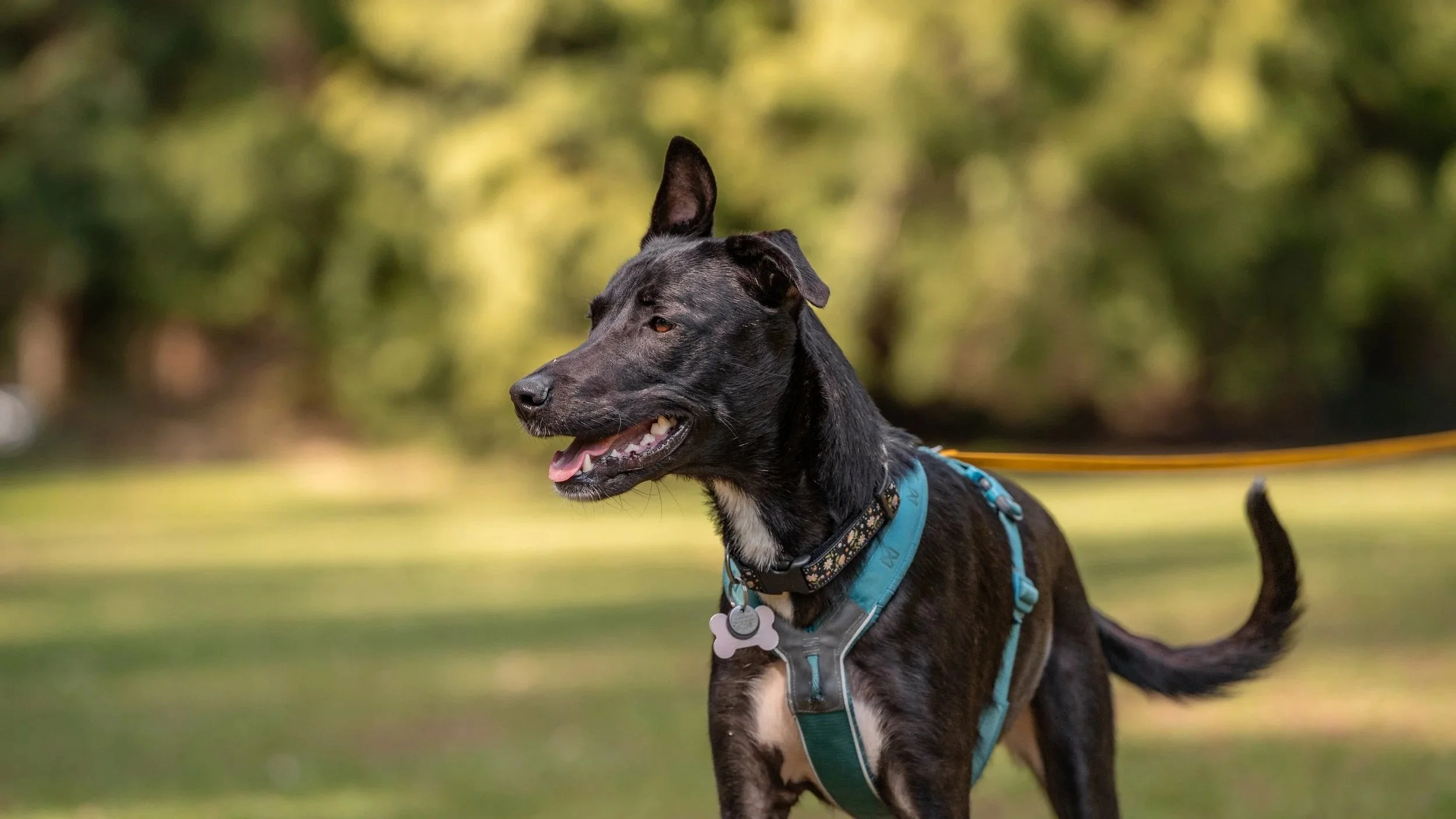 Beagle sniffing the ground