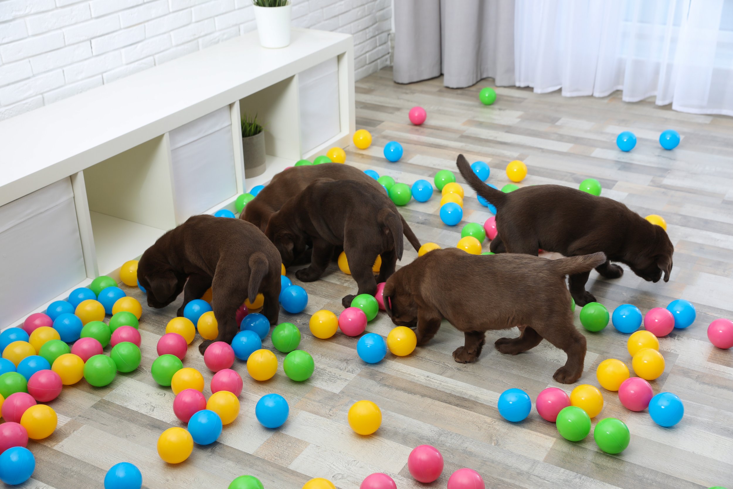 Four brown puppies playing among colorful plastic balls on a light wood floor in a room with white brick wall and white furniture.