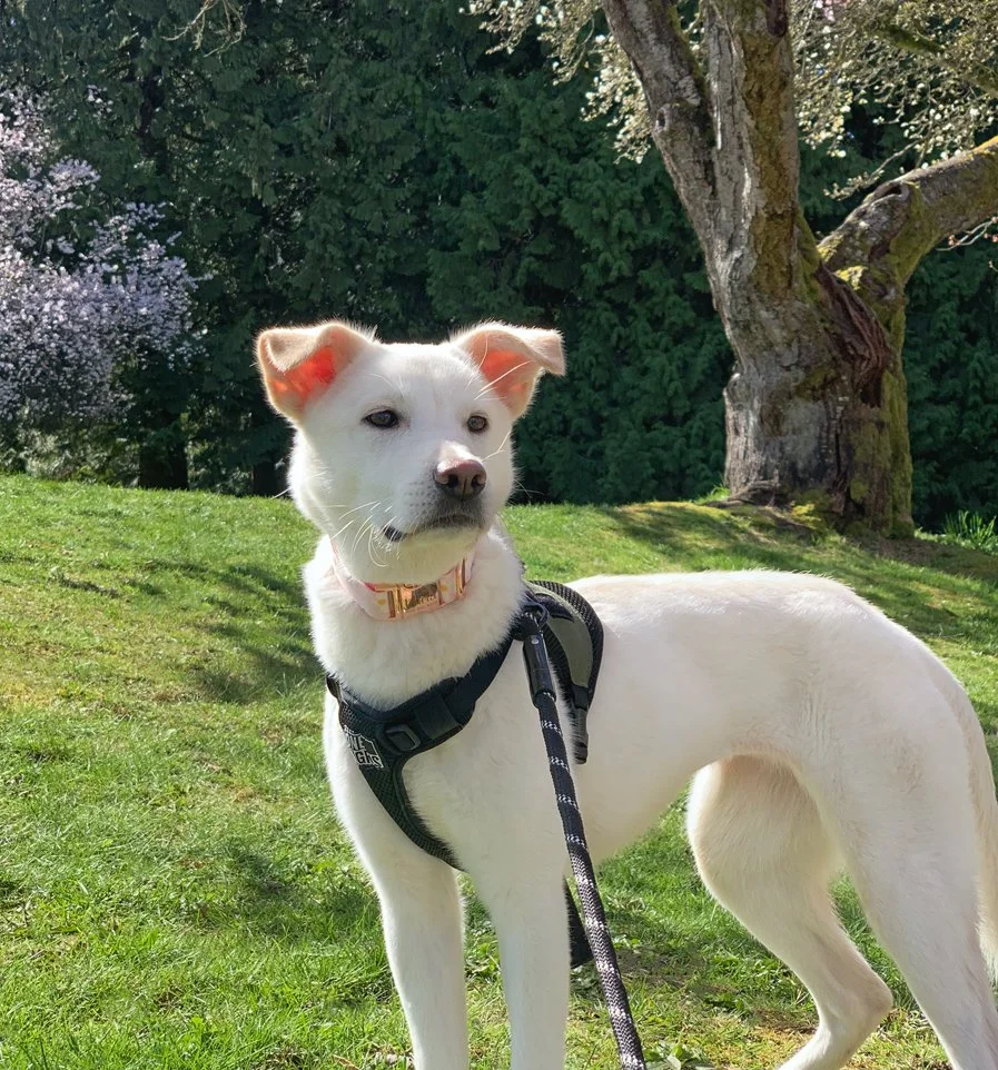 Olivia-Foster-Cropped.jpg