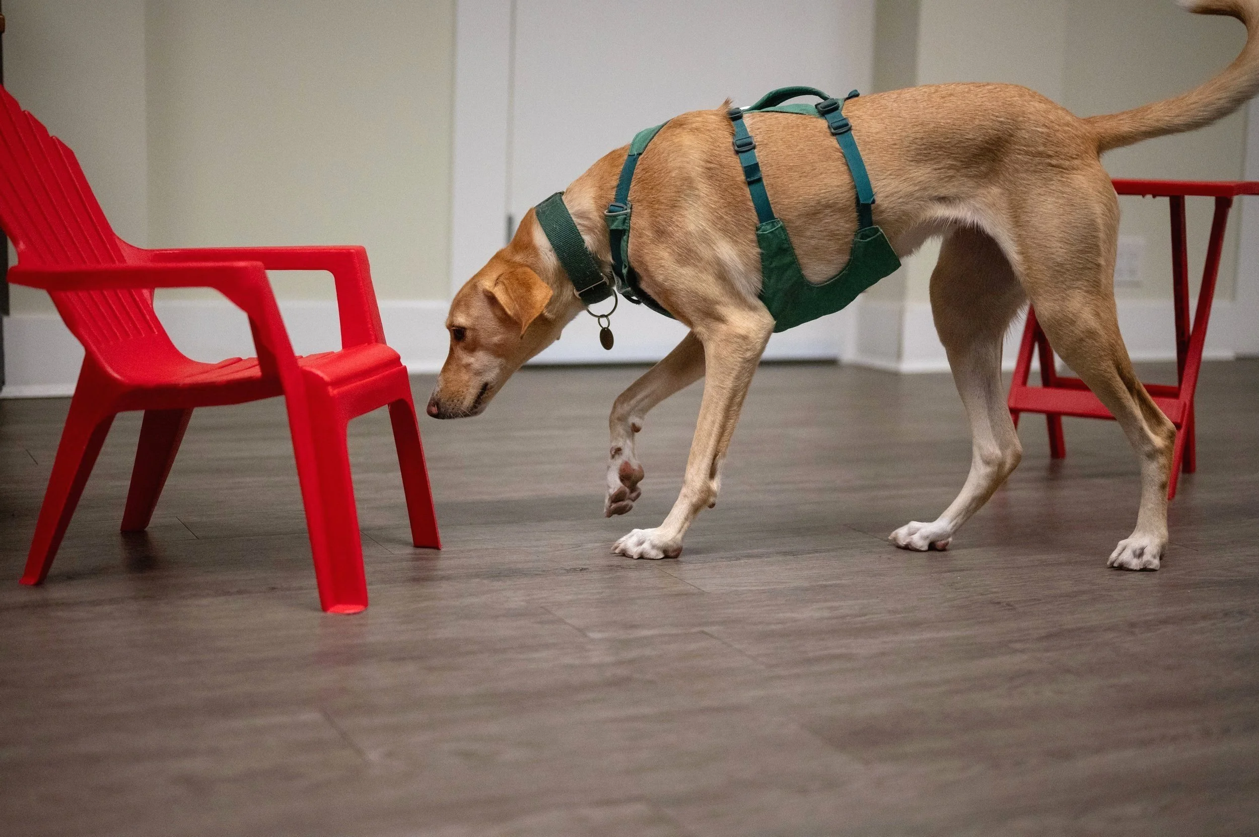 Large tan dog sniffing red patio chair