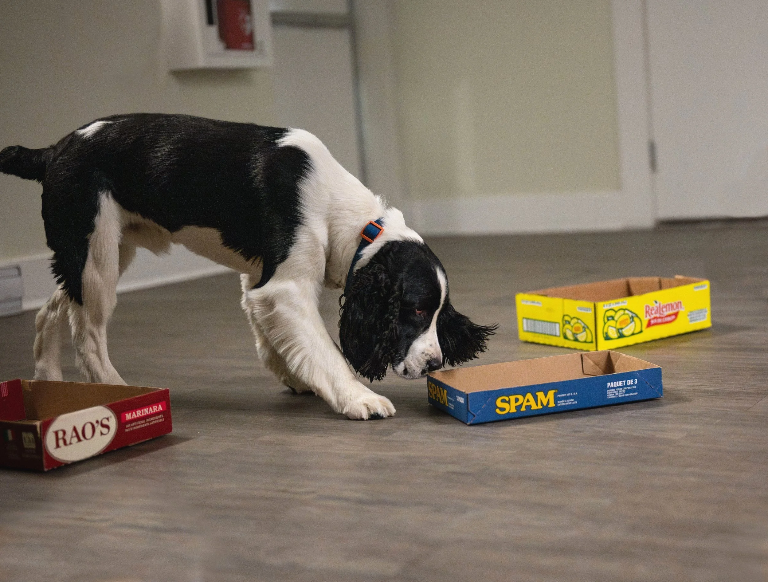 Spaniel sniffing box