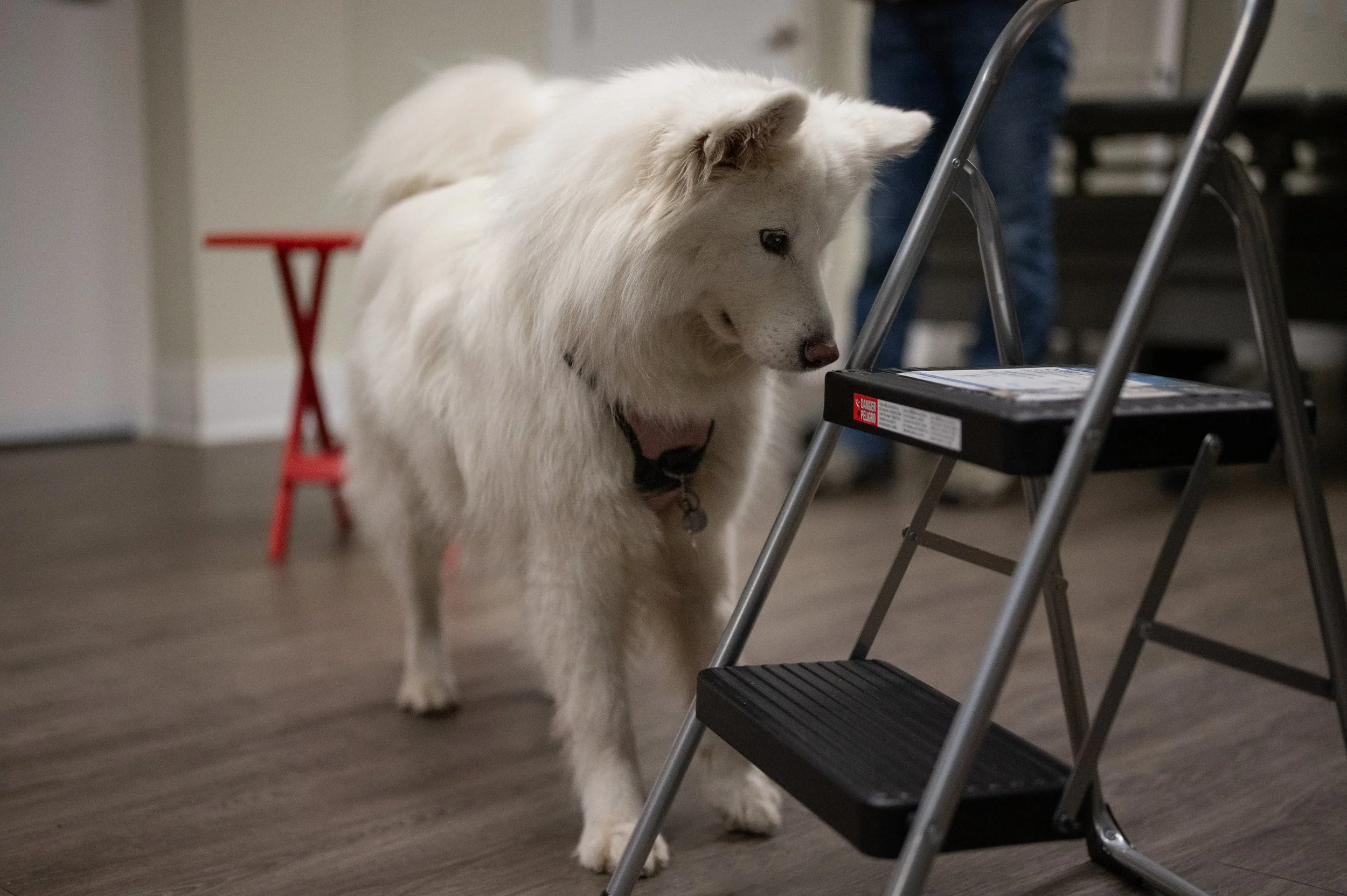 White Shepherd dog sniffing step ladder