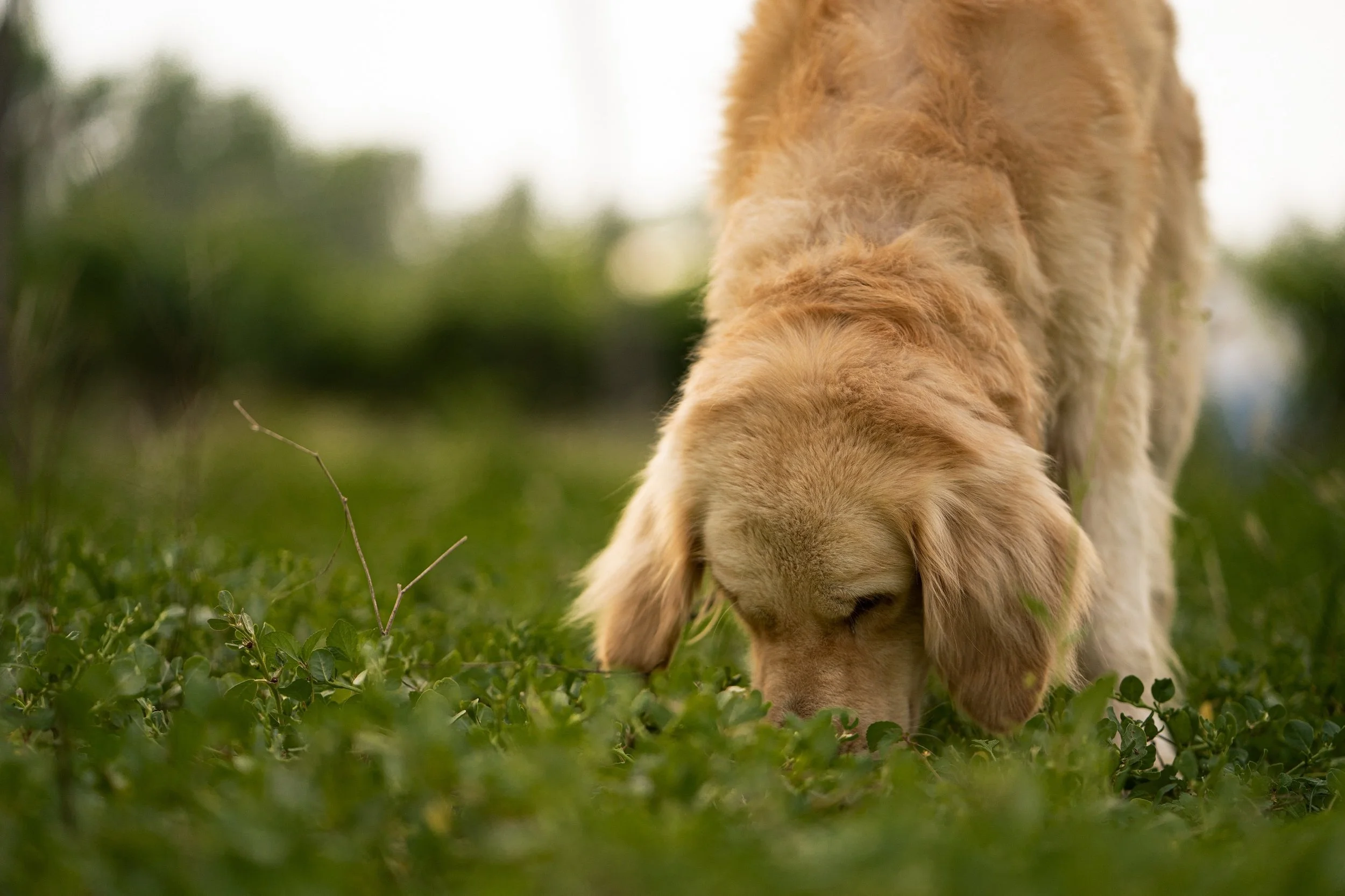 Golden Retriever sniffing the grass