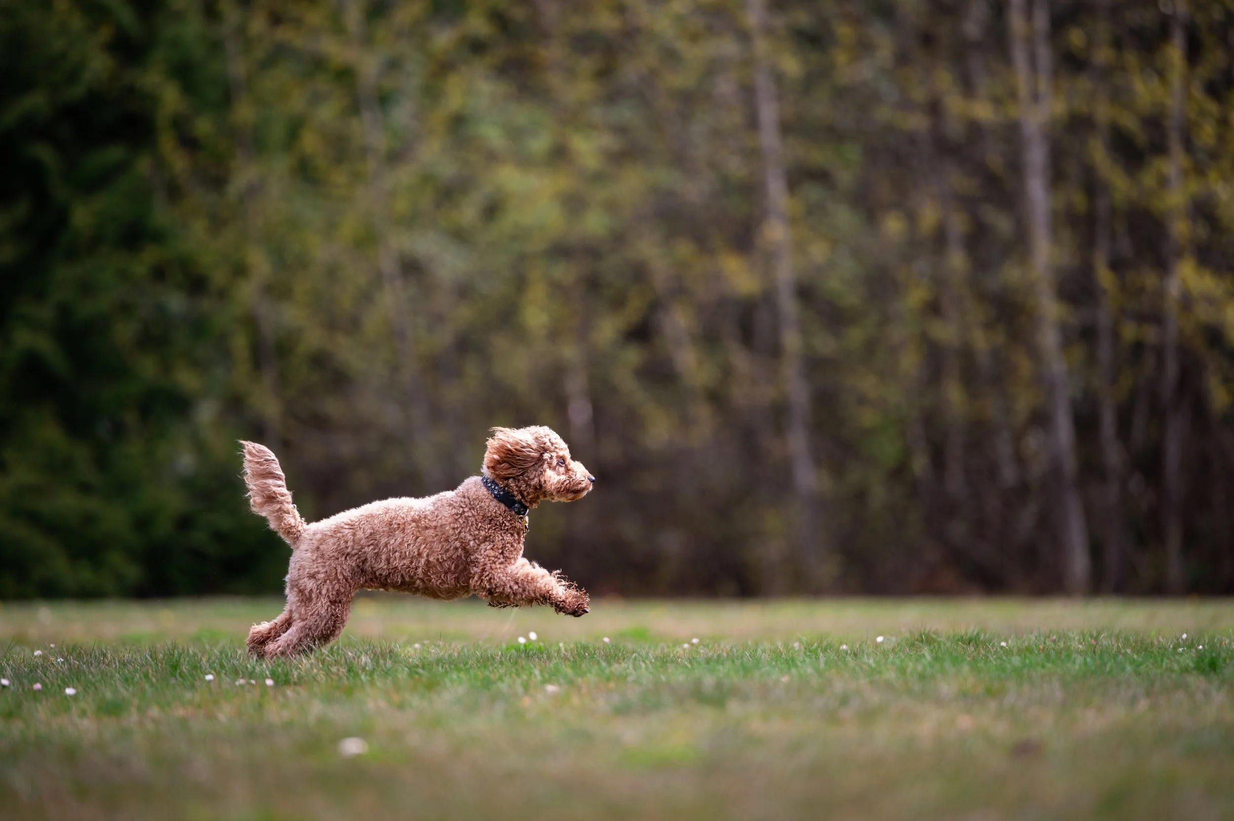 Goldendoodle running in field