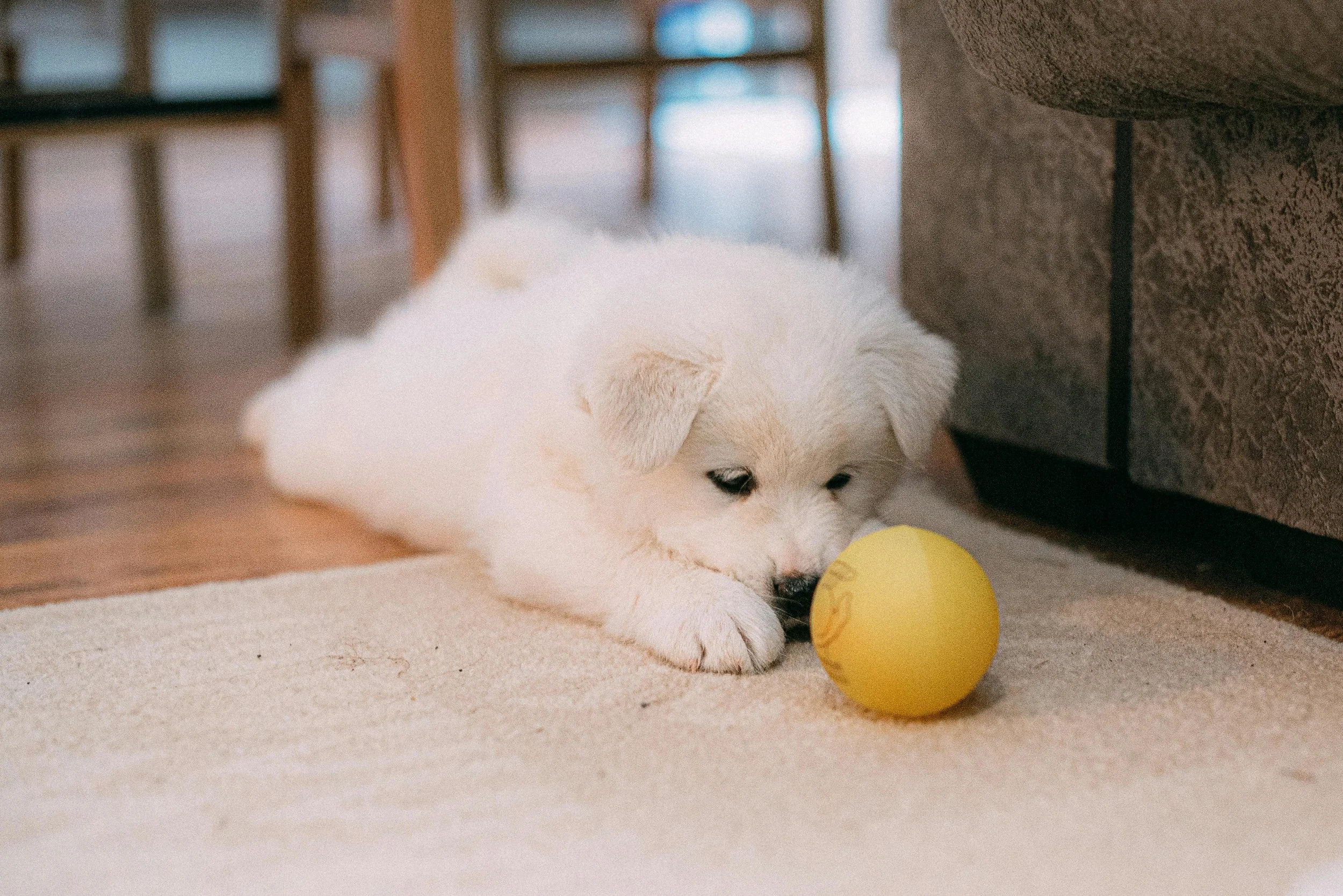 White Lab puppy looking at yellow ball