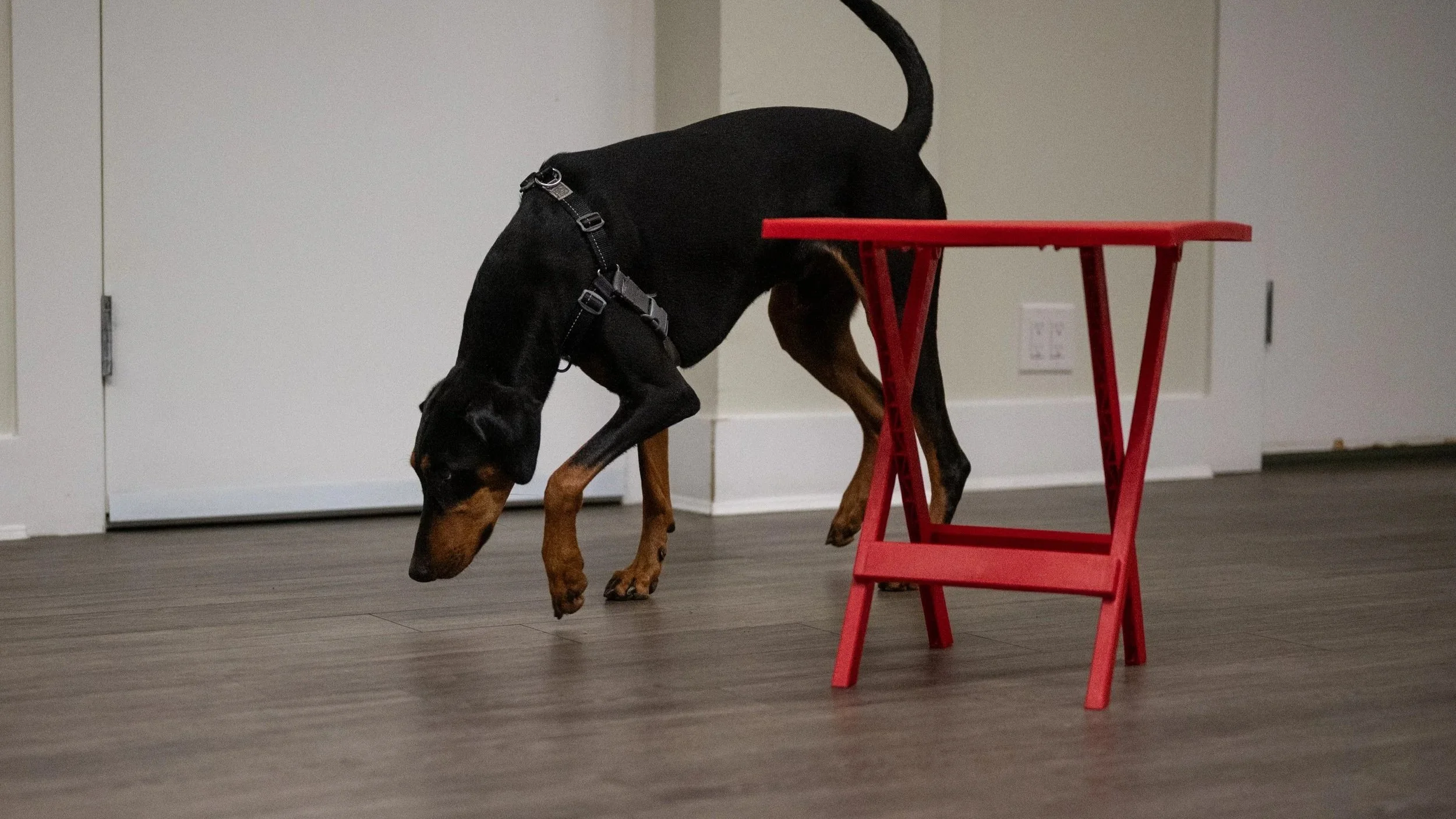 White Shepherd dog sniffing step ladder