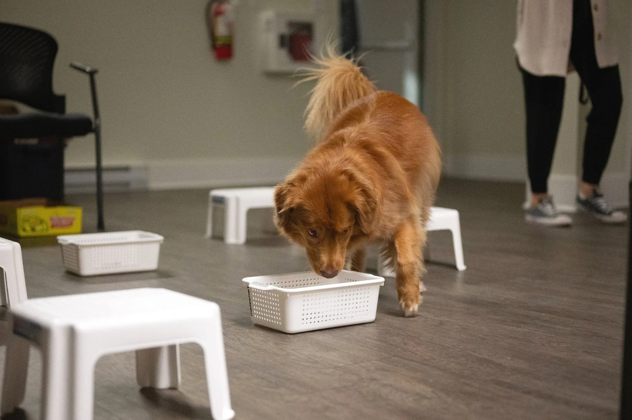 Duck Toller Retriever sniffing white plastic bin