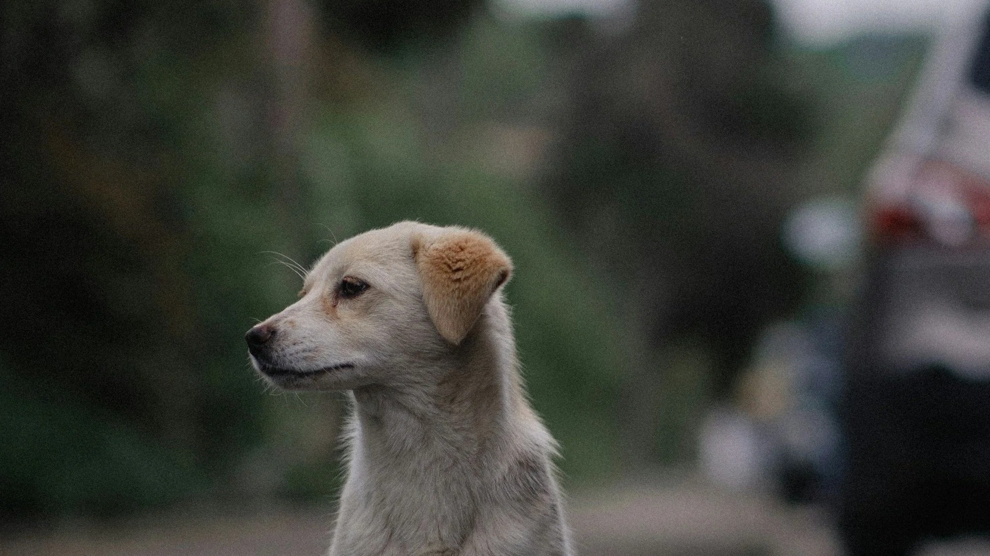 Close-up of a small light-colored puppy looking to the side in a forest, with a blurred car and person in the background.