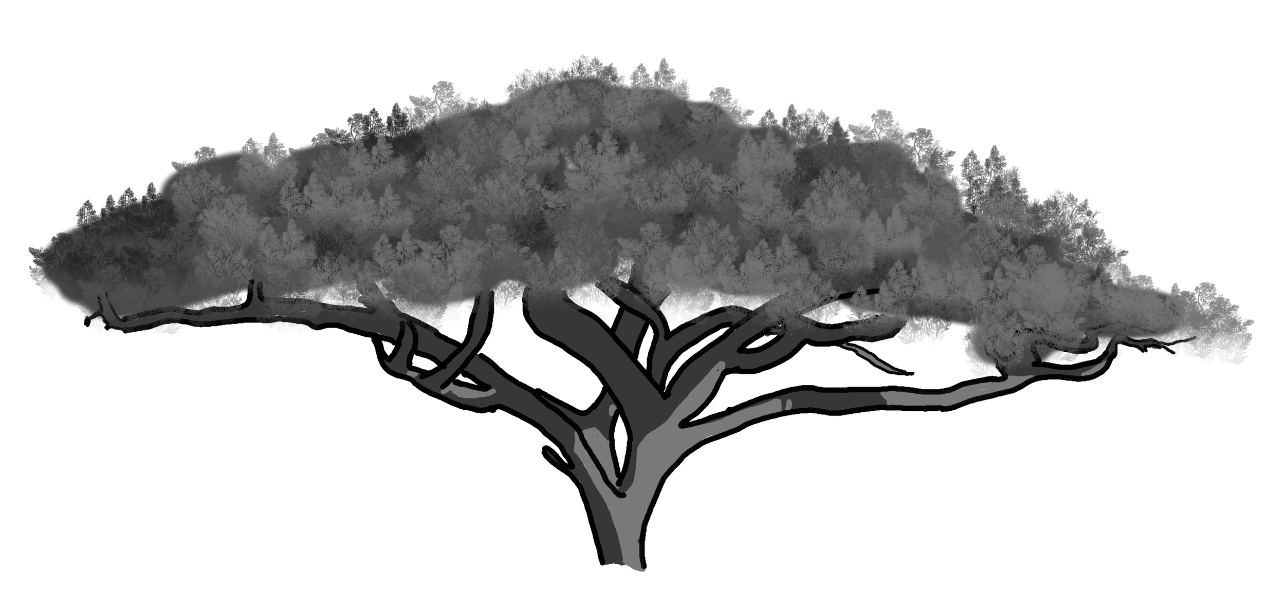 Acacia Tree - Rough Draft