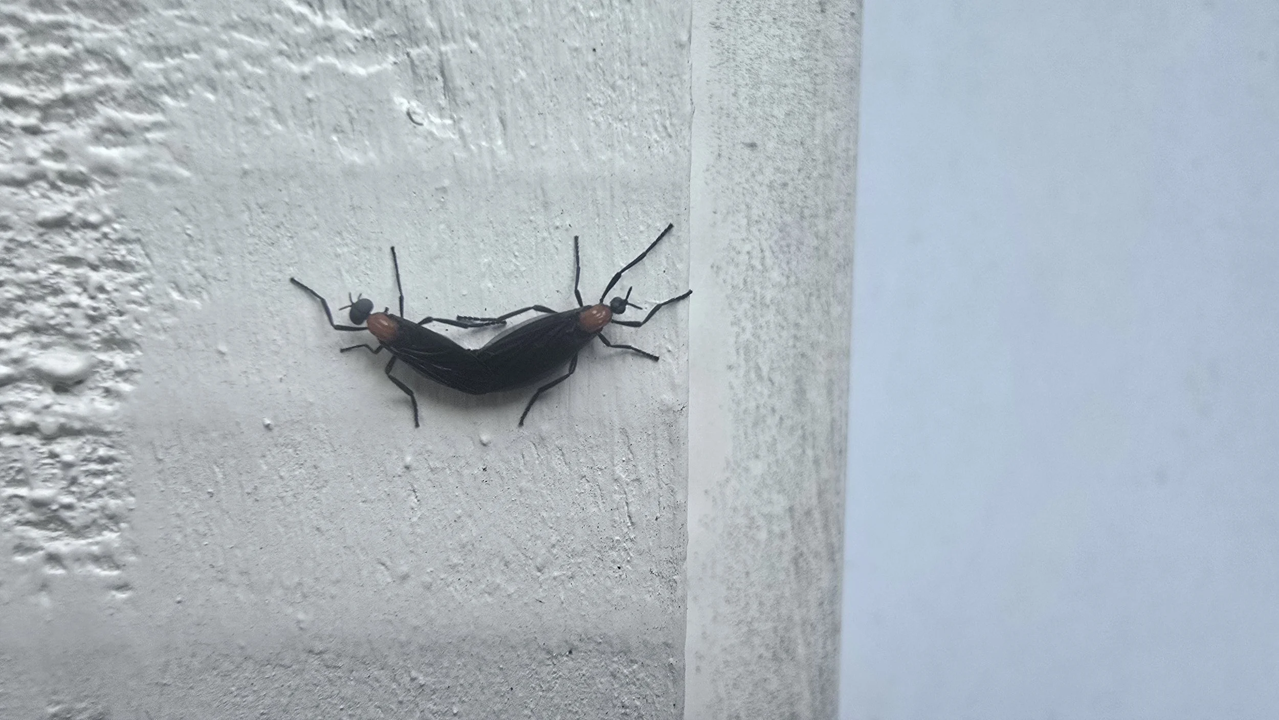 Love Bugs