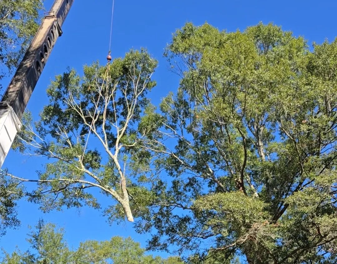 Crane removing a large section of a mature water oak tree against a bright blue sky while workers dismantle the tree above a residential property