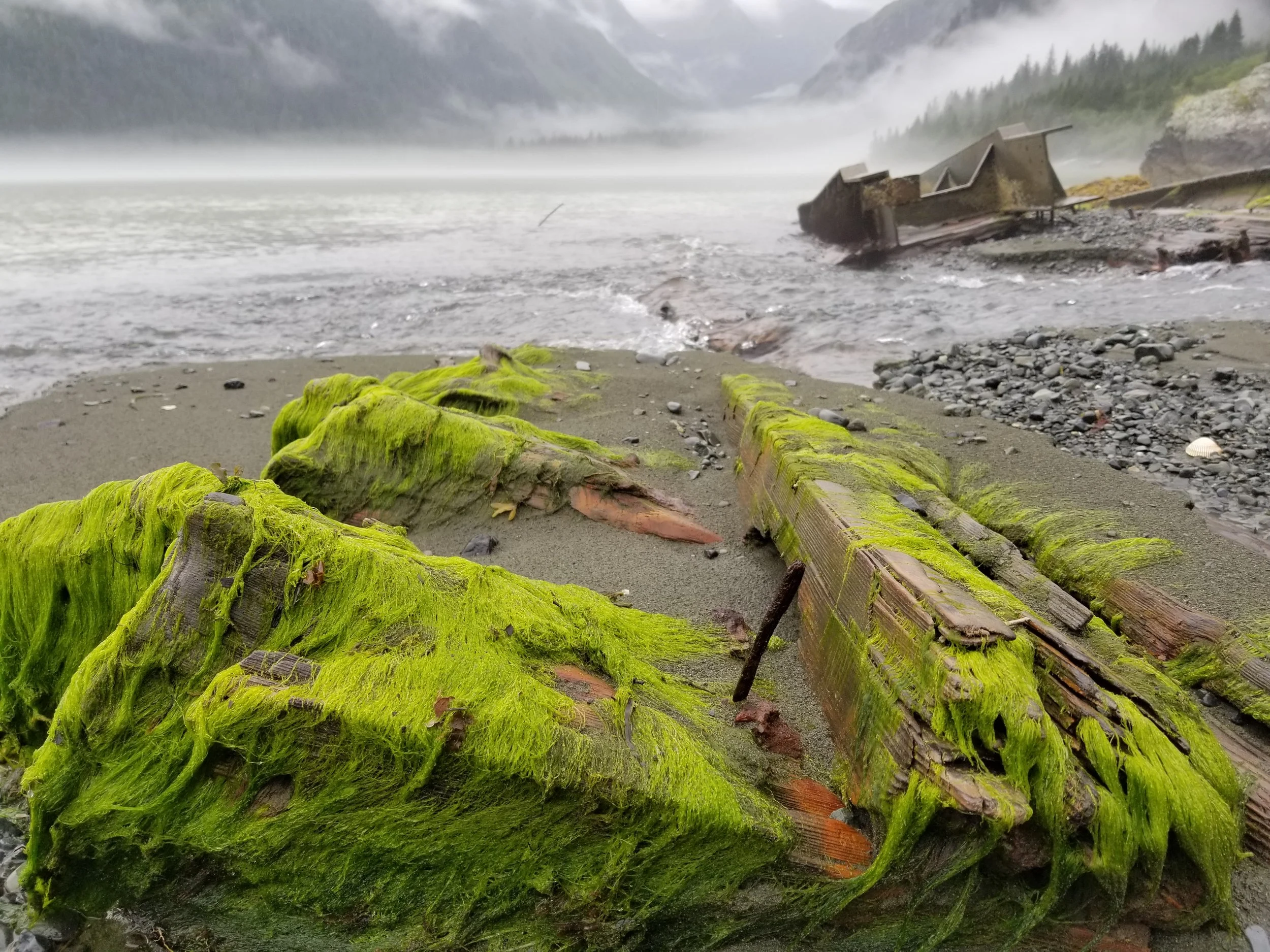 Moss-covered wooden debris on a foggy shoreline with mountains and mist in the background, partially submerged by water and erosion