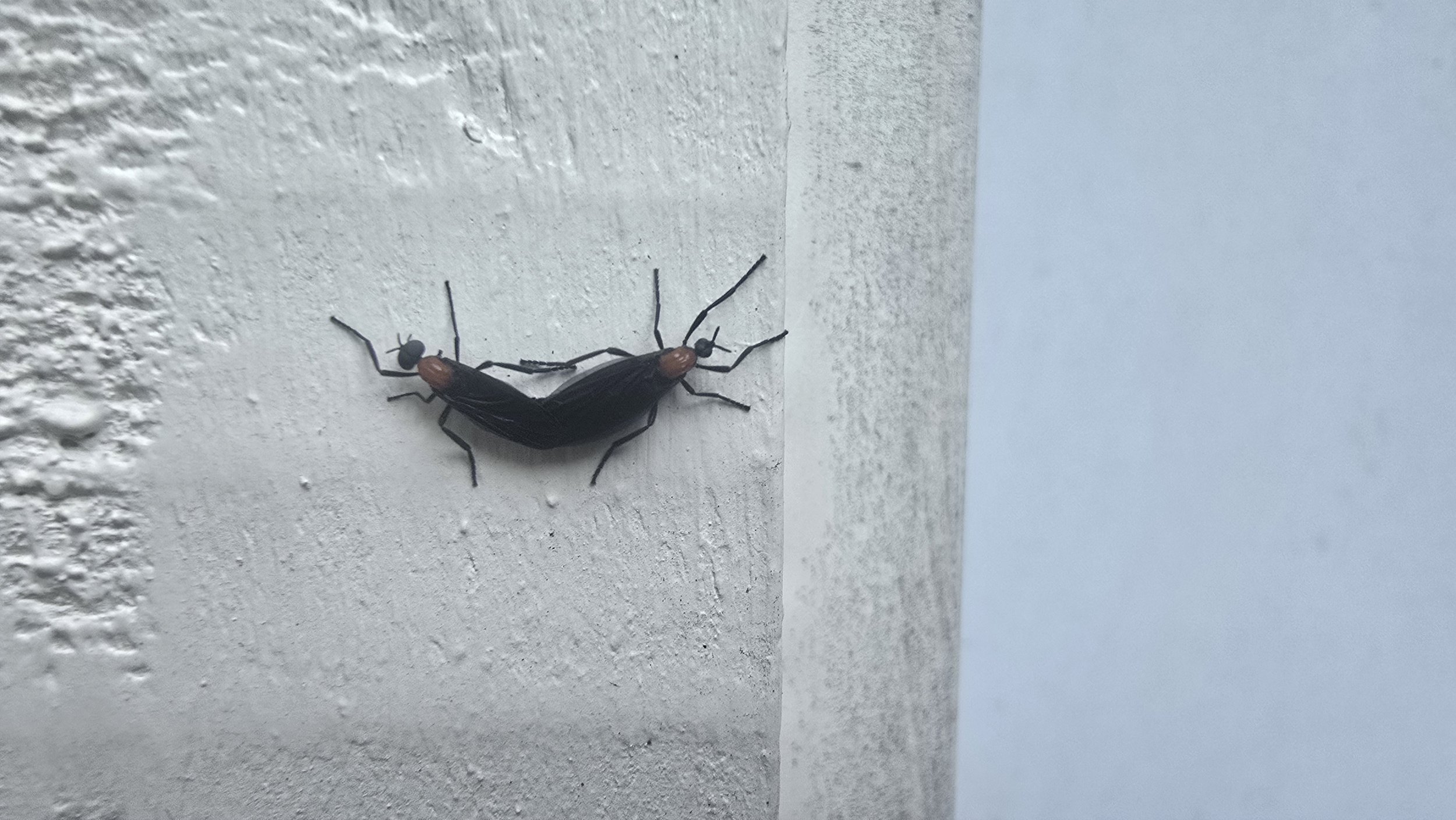 Two love bugs joined together abdomen-to-abdomen on the white exterior wall of a house.