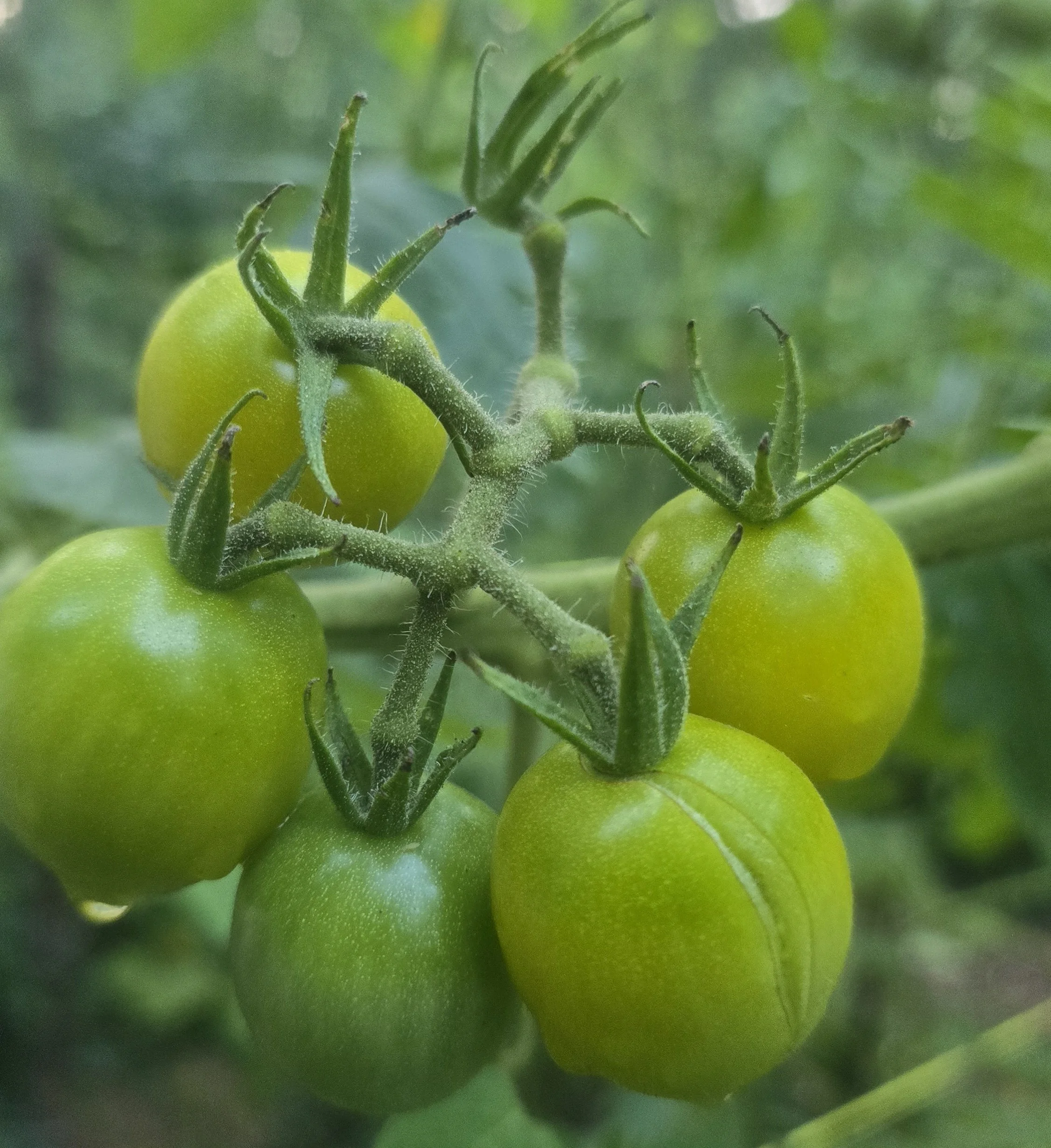 Close-up of green cherry tomatoes growing on the vine, including one fruit split from recent rain.