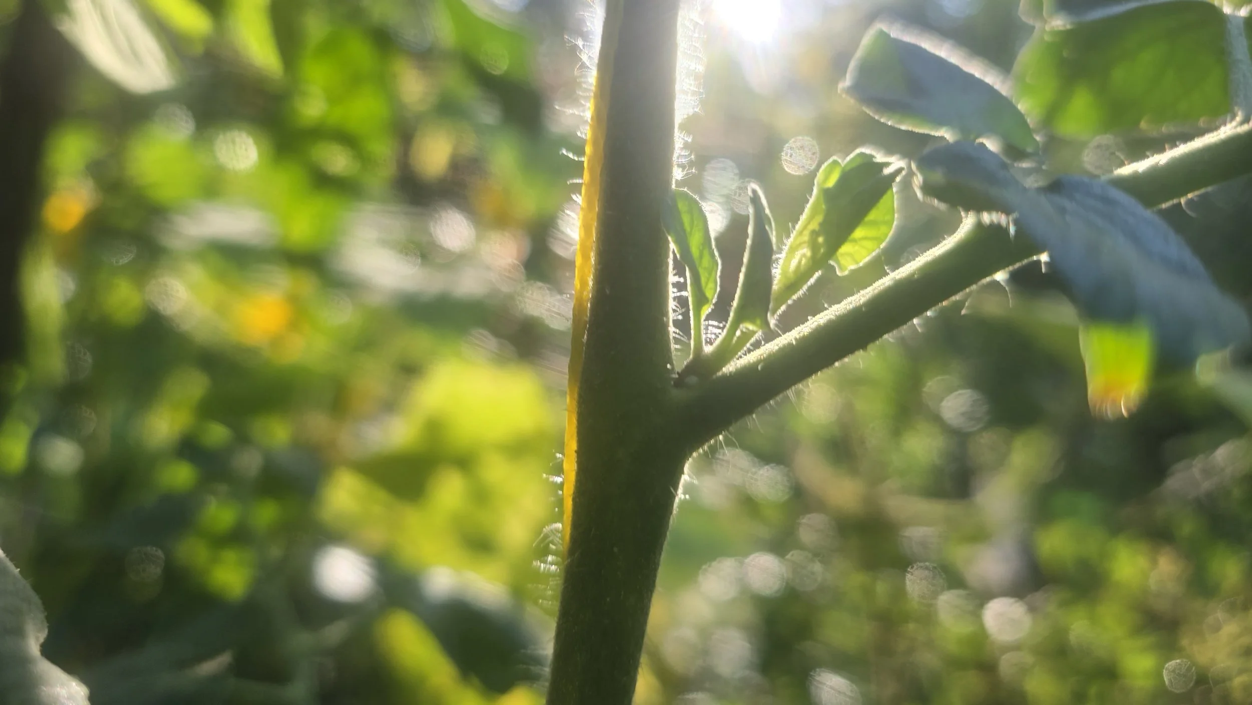 Close-up of a young tomato sucker emerging from the node between a tomato stem and branch, backlit by the morning sun. Fine hairs along the stem glow in the light while the surrounding garden fades into a soft green blur.