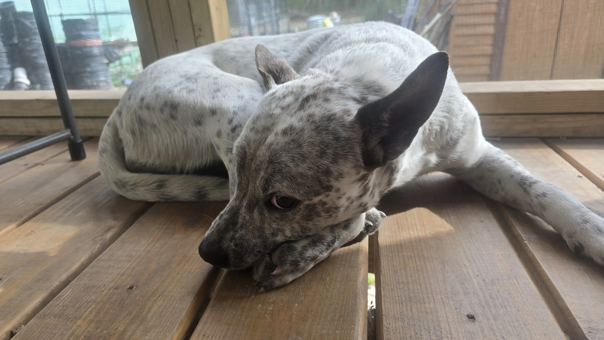 A red heeler dog named Winter lies on a wooden porch, resting with her head on her paw in soft natural light.