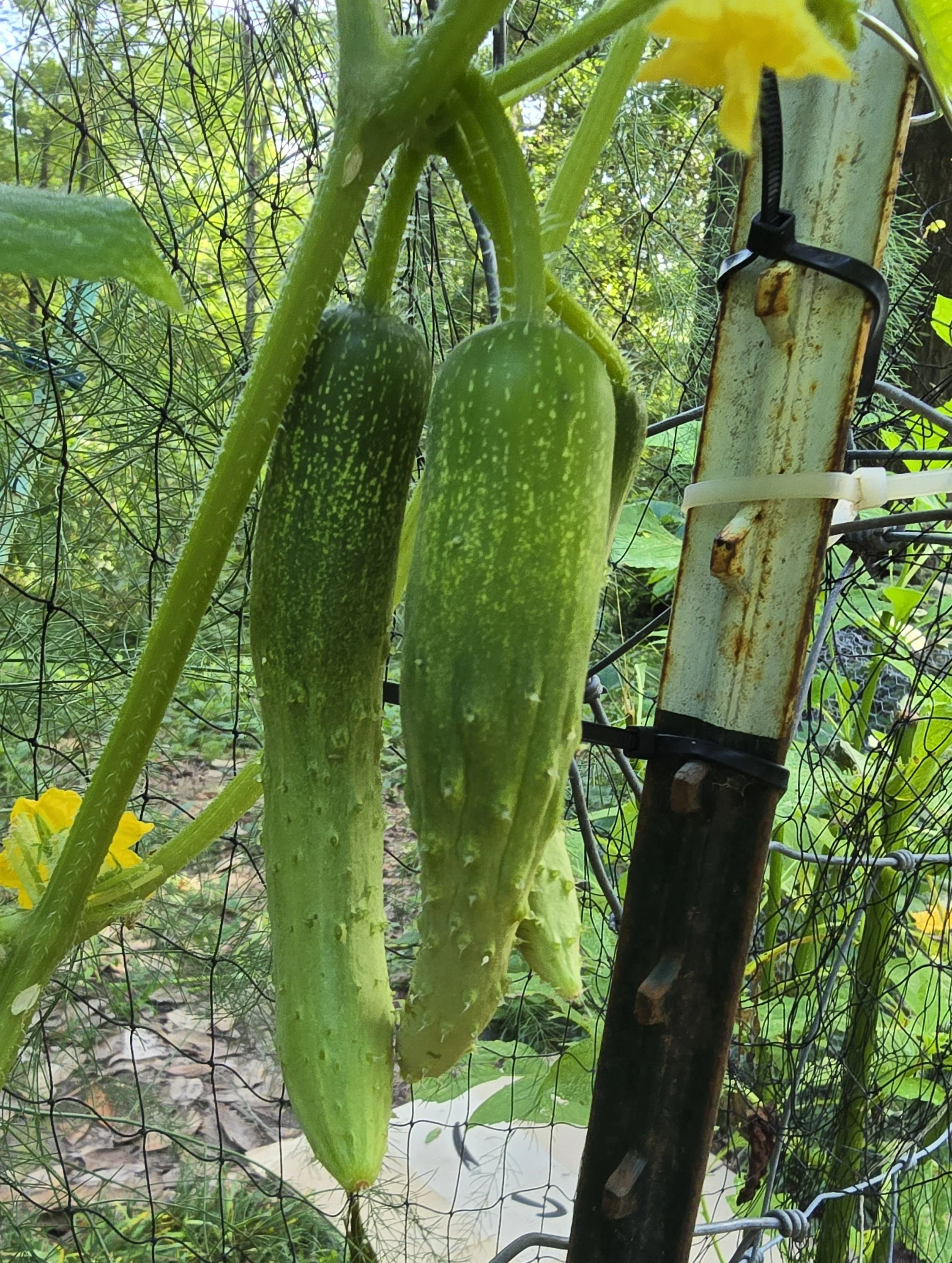 Missing the Garden for the Peas