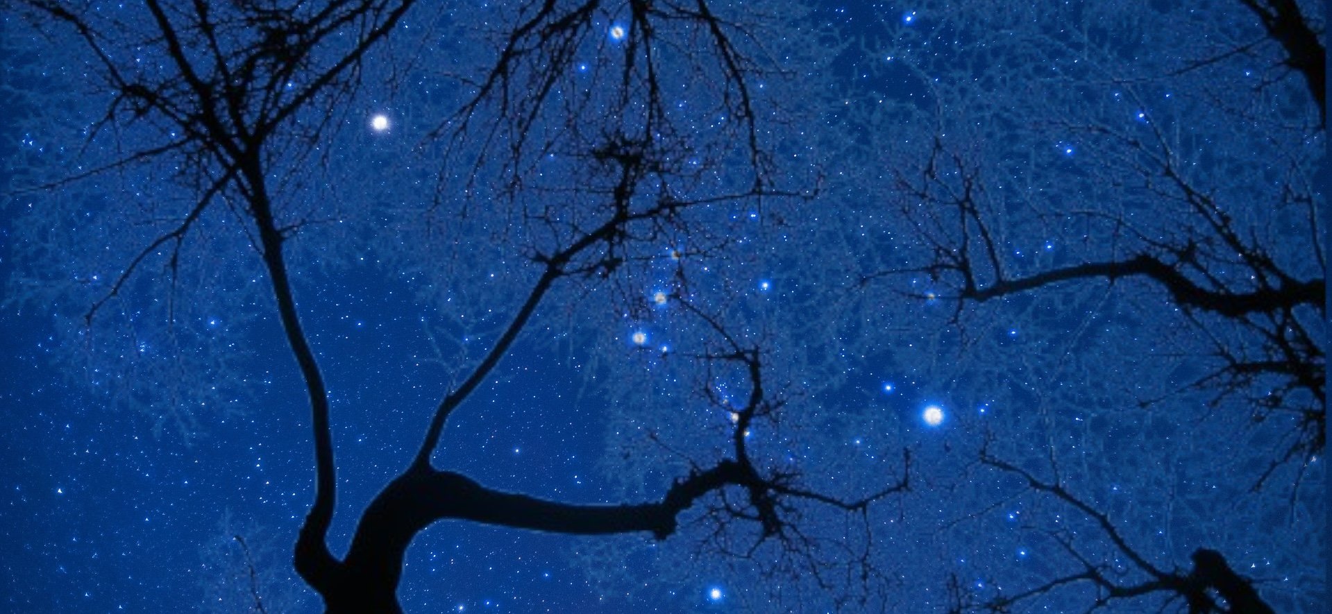 A deep blue, star-filled night sky framed by the dark silhouettes of bare tree branches, with Orion visible among the stars.