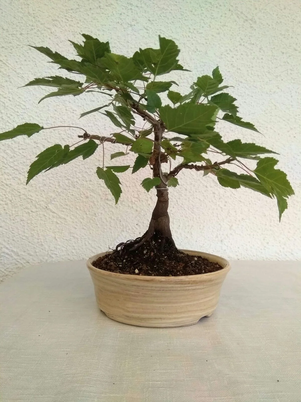 11_Bonsai.jpg