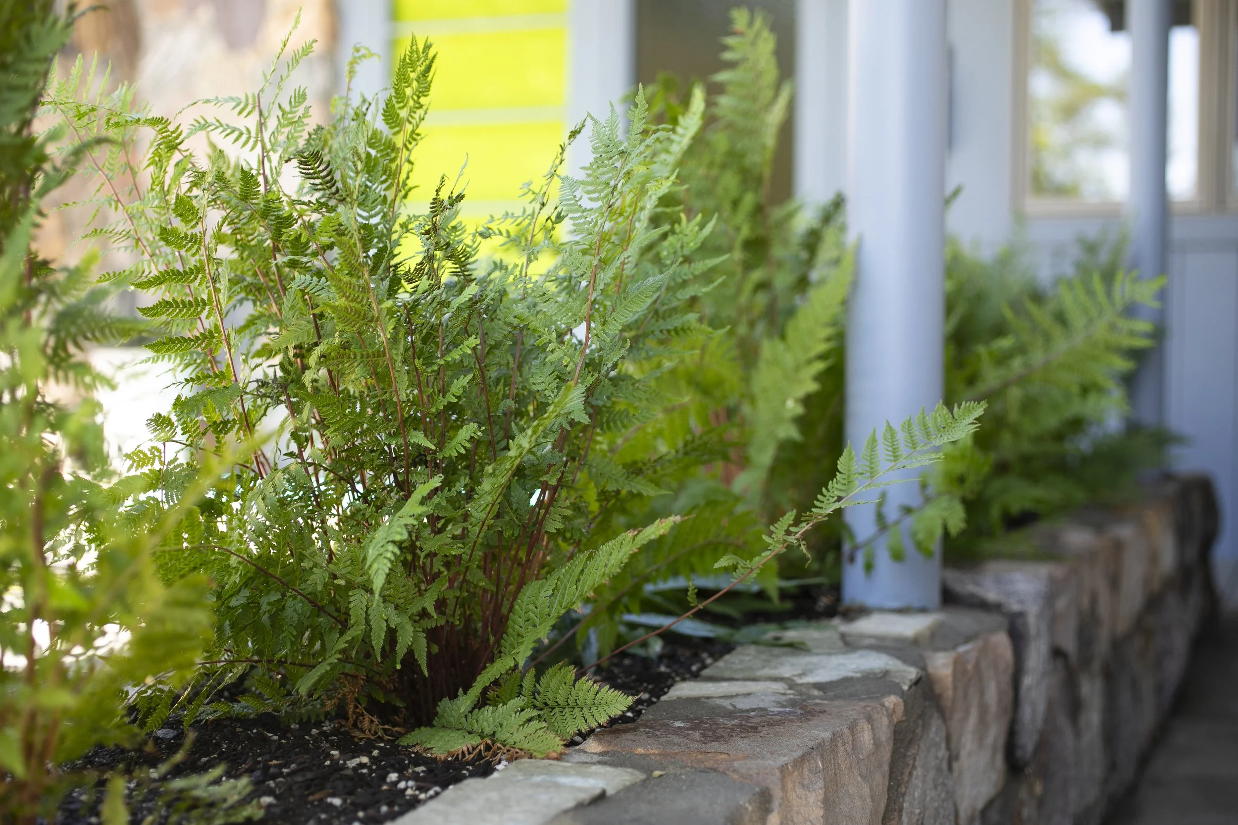 Native Perennial Raised Bed 2.JPG