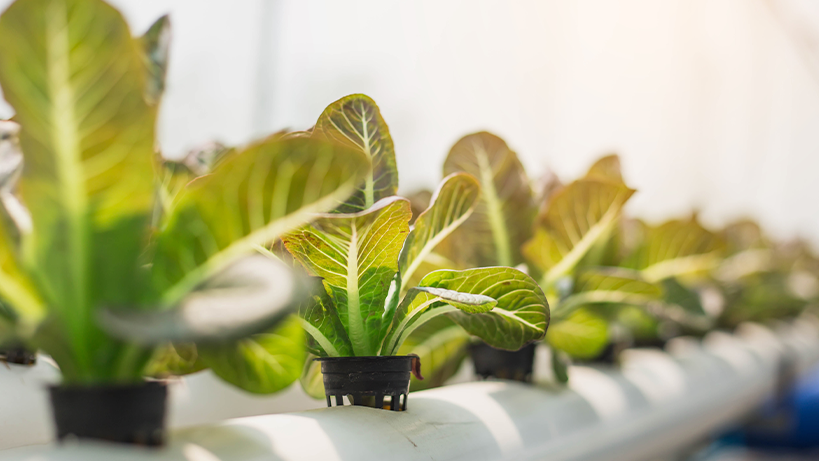 Hydroponics Education Essential Stem Development Programs I Nextwavestem Photo Inspiration